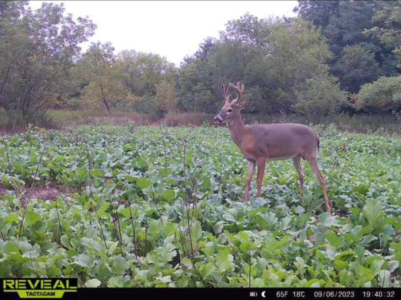 31.69 Acres 80th Avenue Property Photo 55