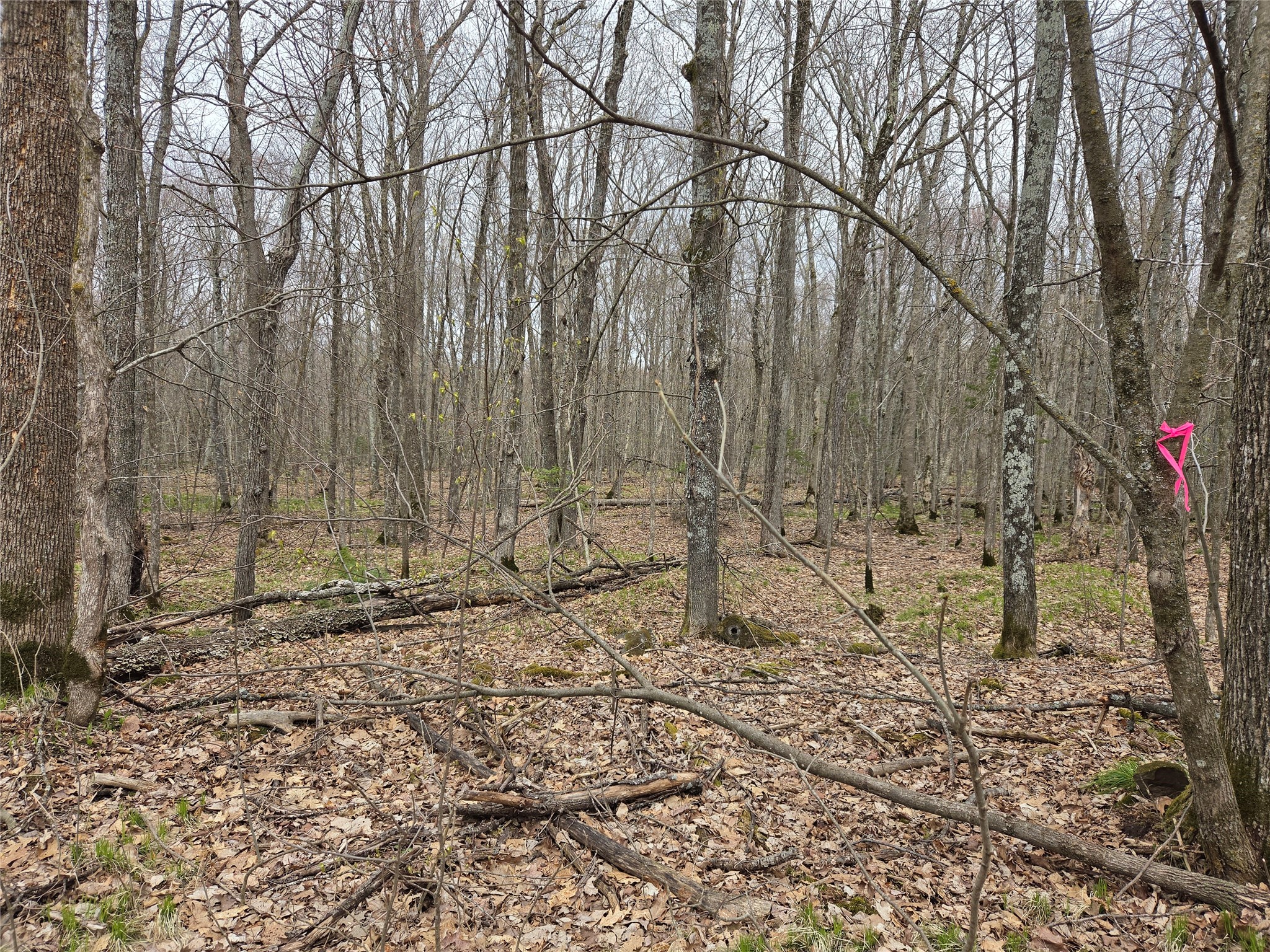 12xxx N Olson Road Property Photo 1
