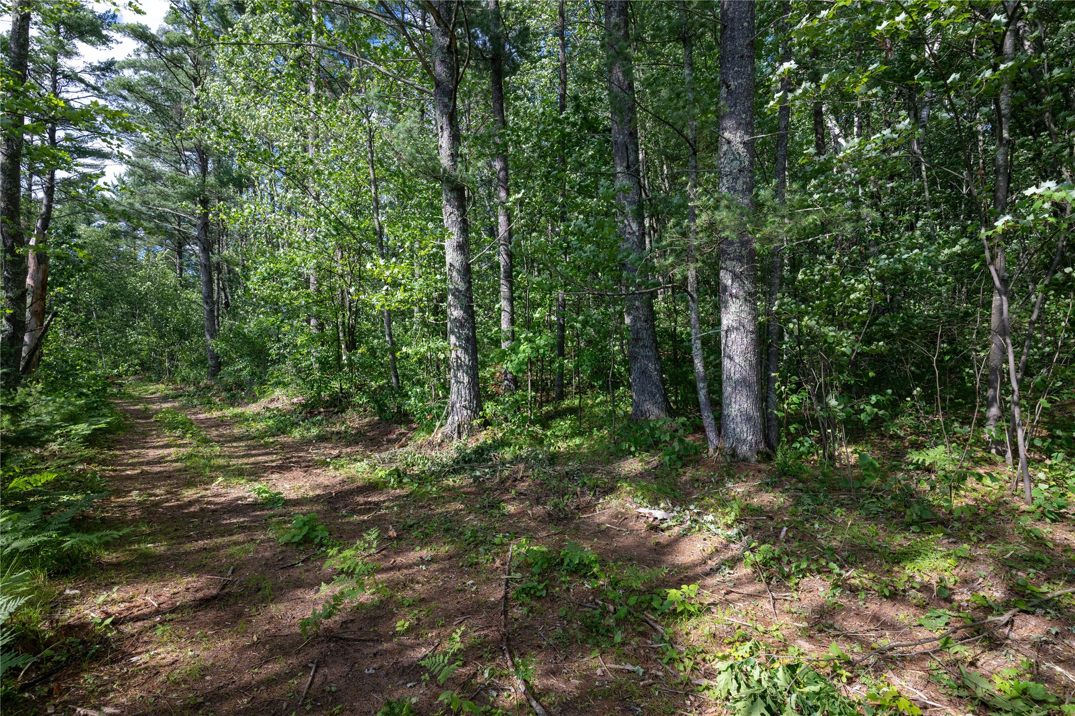 11284n Vasa Road Property Photo 6
