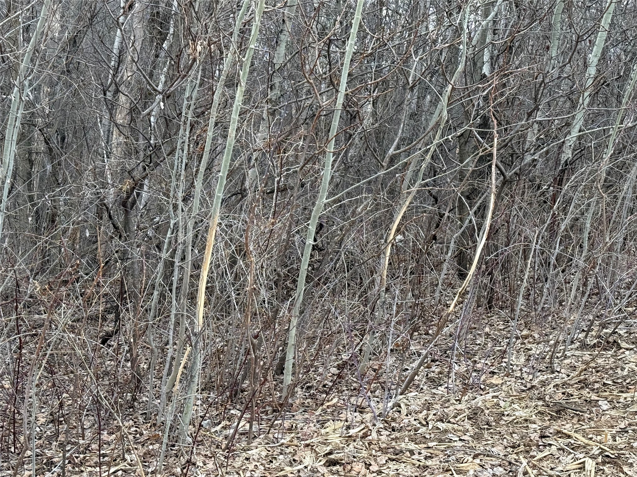 Xx Simons Road Property Photo 42