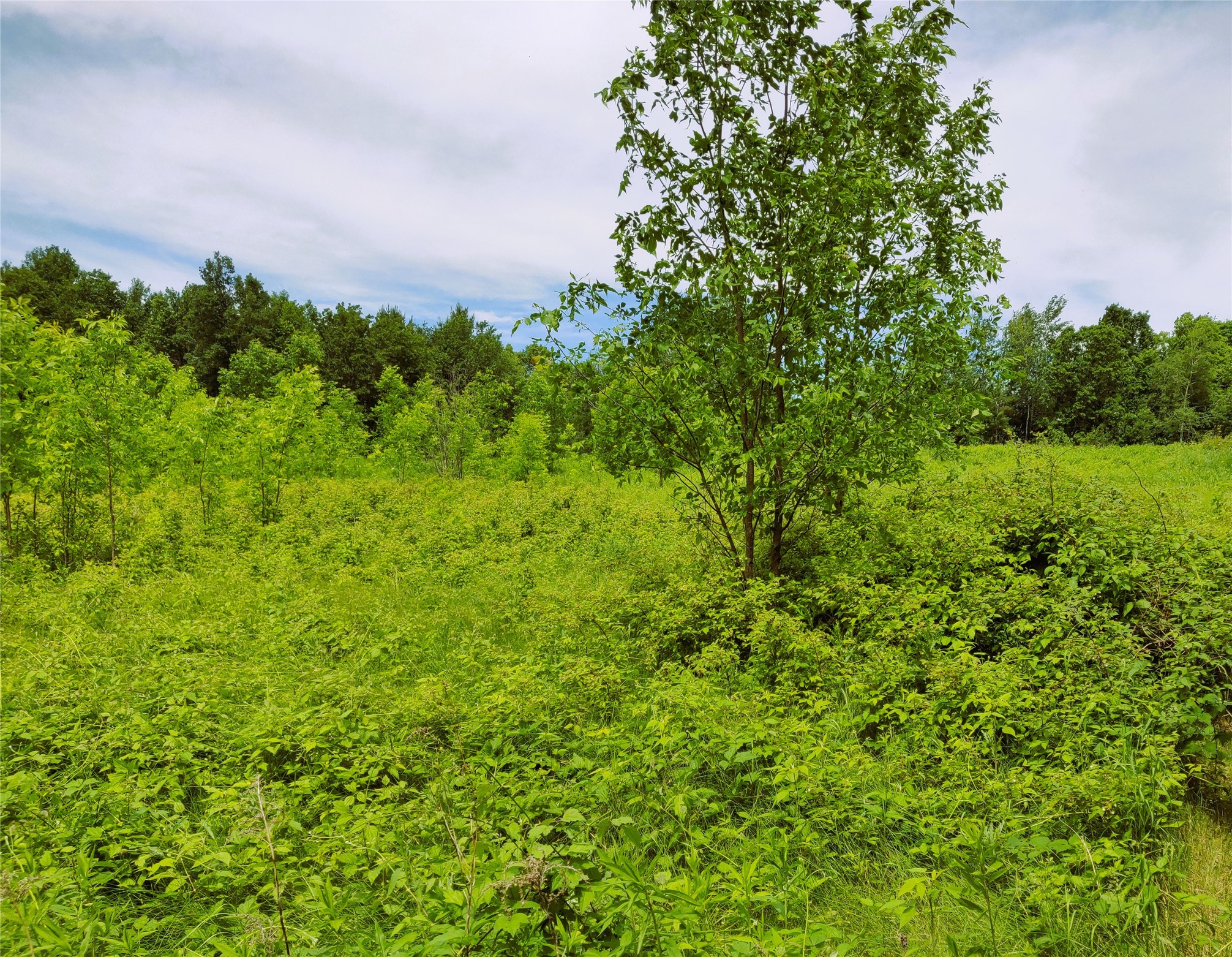 1.35 Acres On Isabella Lane Property Photo 5