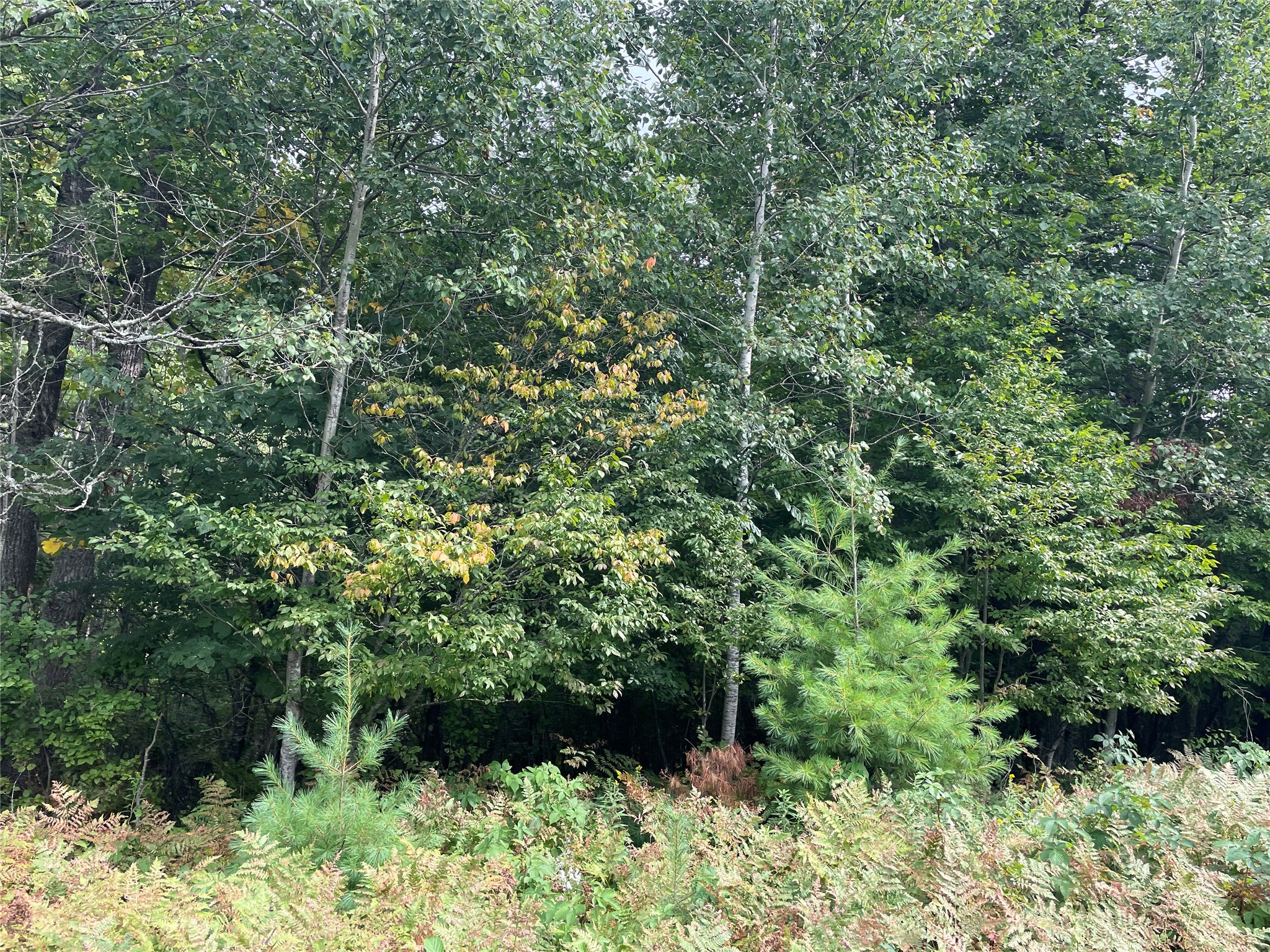Lot 8 Hermosa Lane Property Photo 22