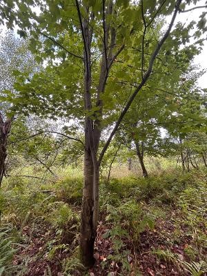 Xx 770th Avenue Property Photo 8