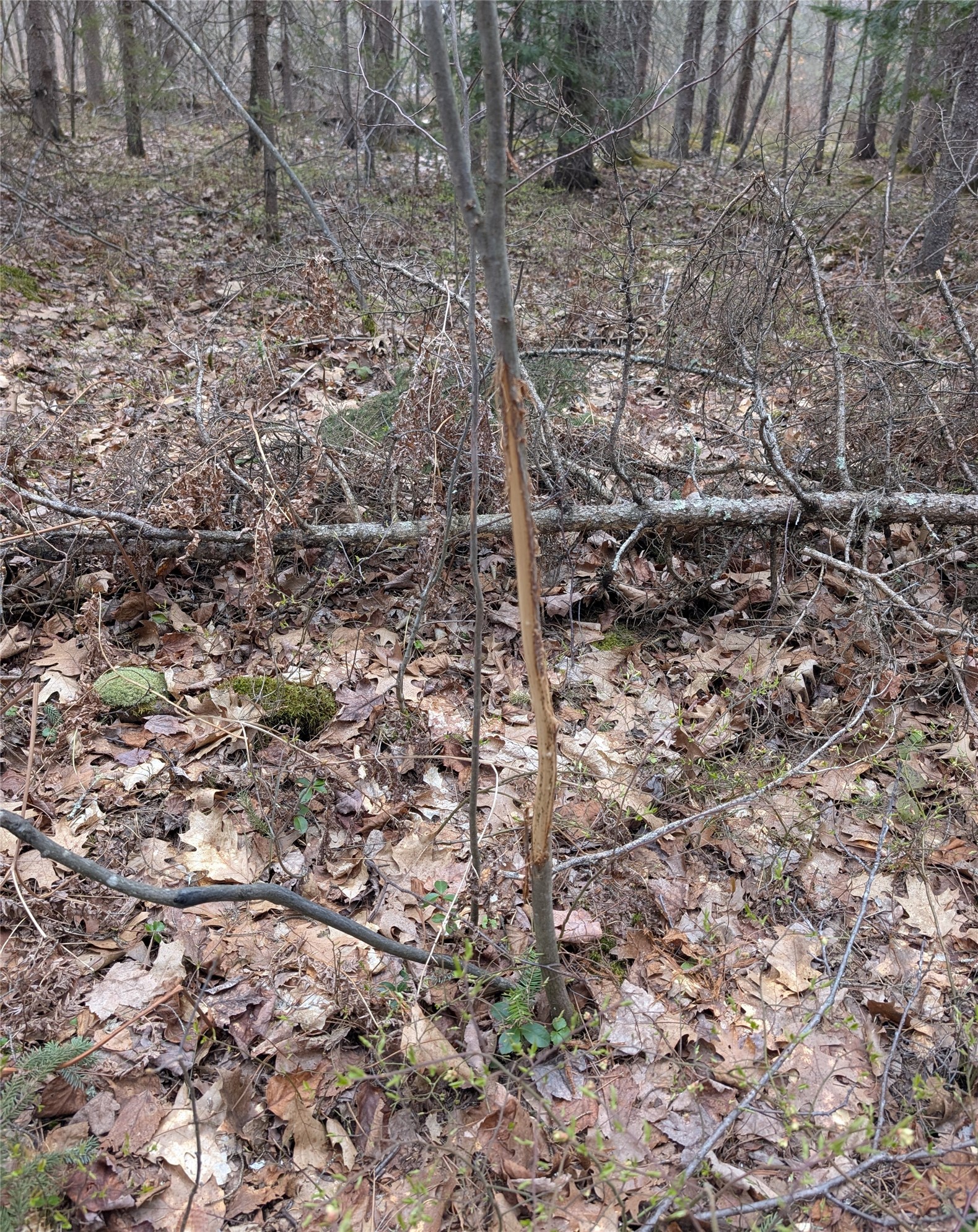 15138 S Crotte Brook Trail Property Photo 59