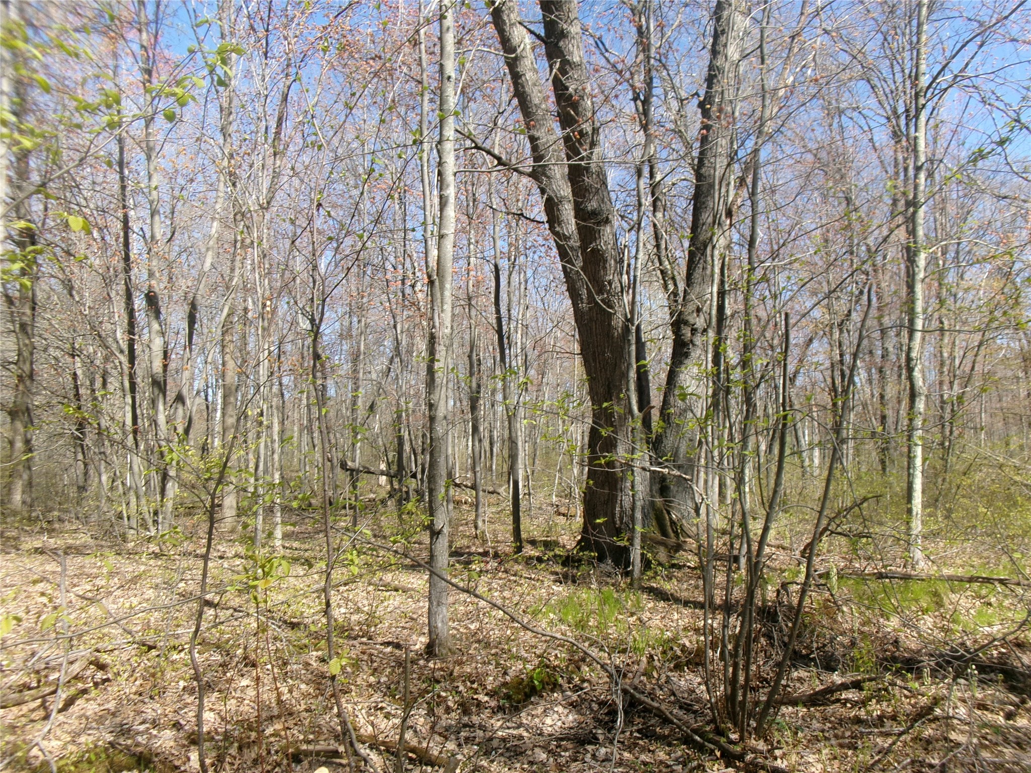 Tax Id 35410 Moody Lake Road Property Photo 3