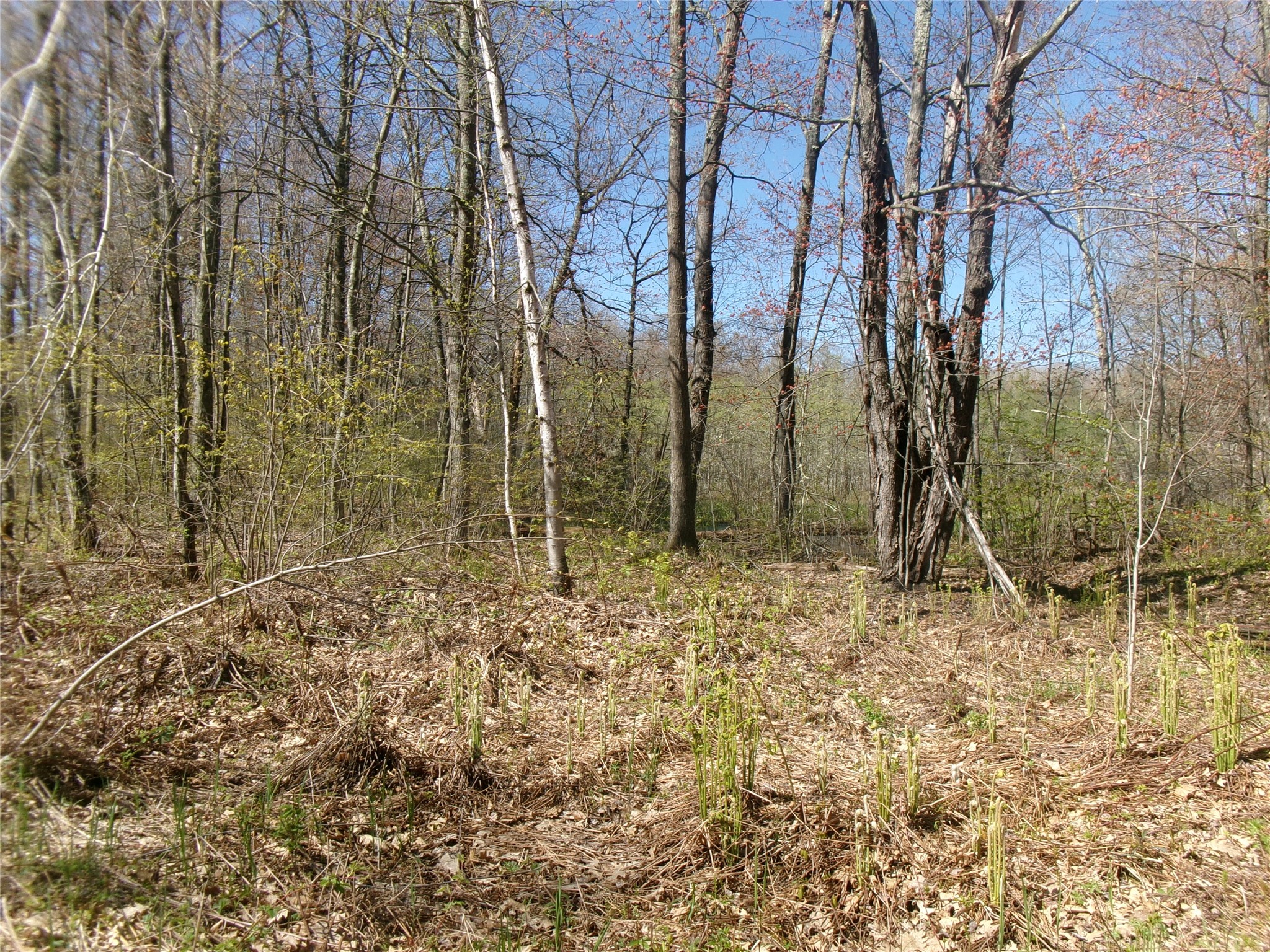 Tax Id 35410 Moody Lake Road Property Photo 11