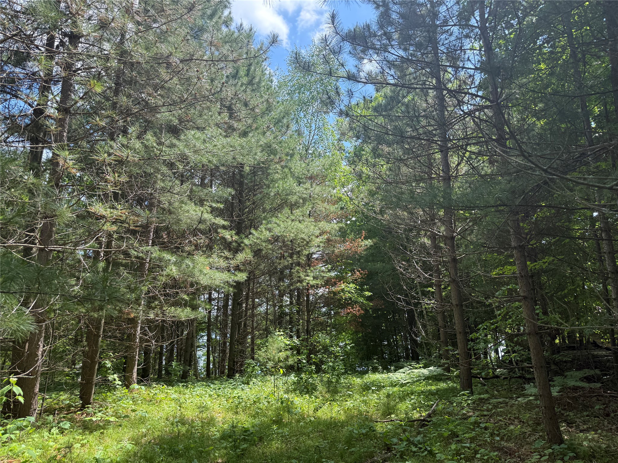 33 Acres Partridge Lane Property Photo 3