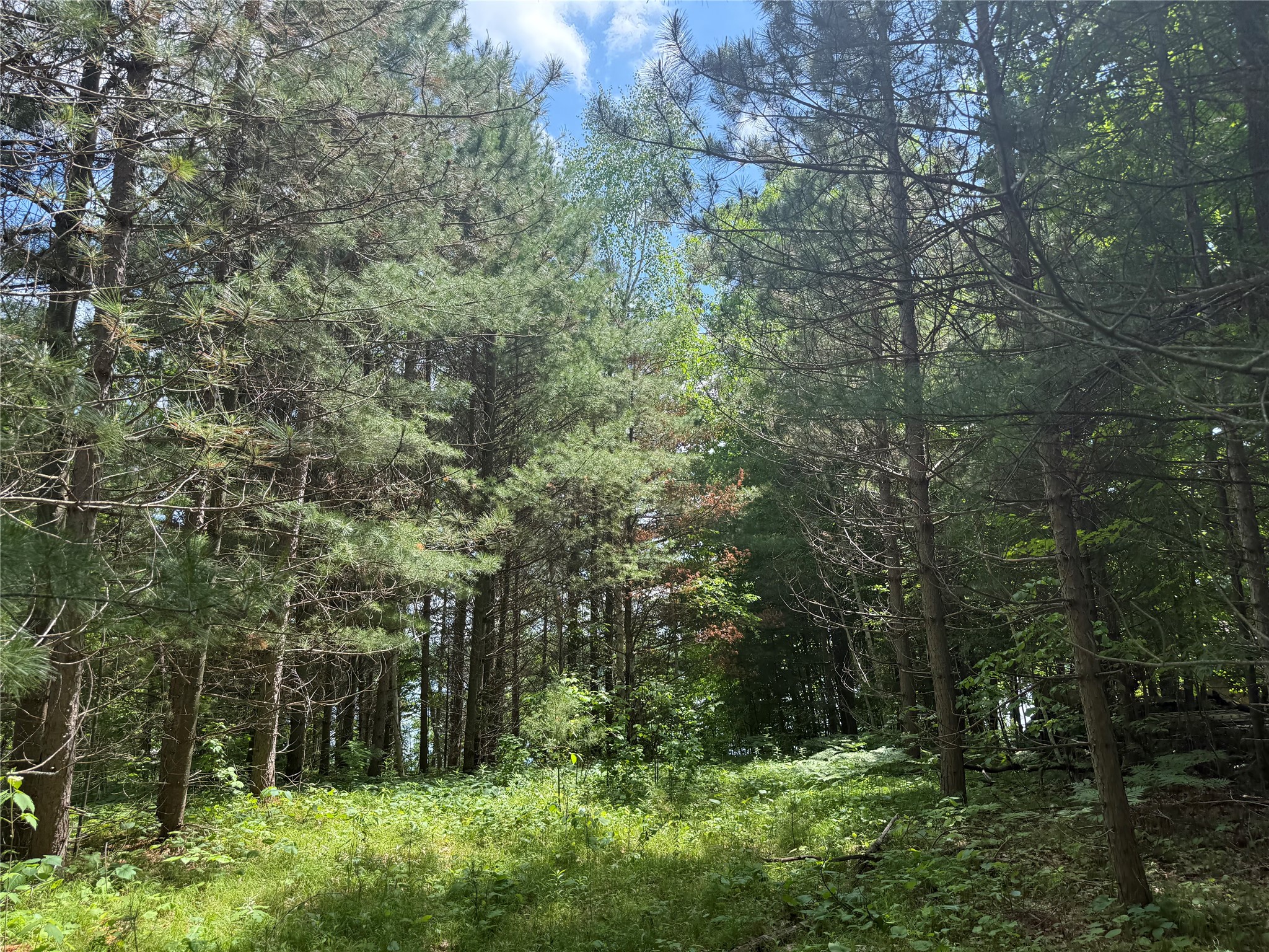 33 Acres Partridge Lane Property Photo 10