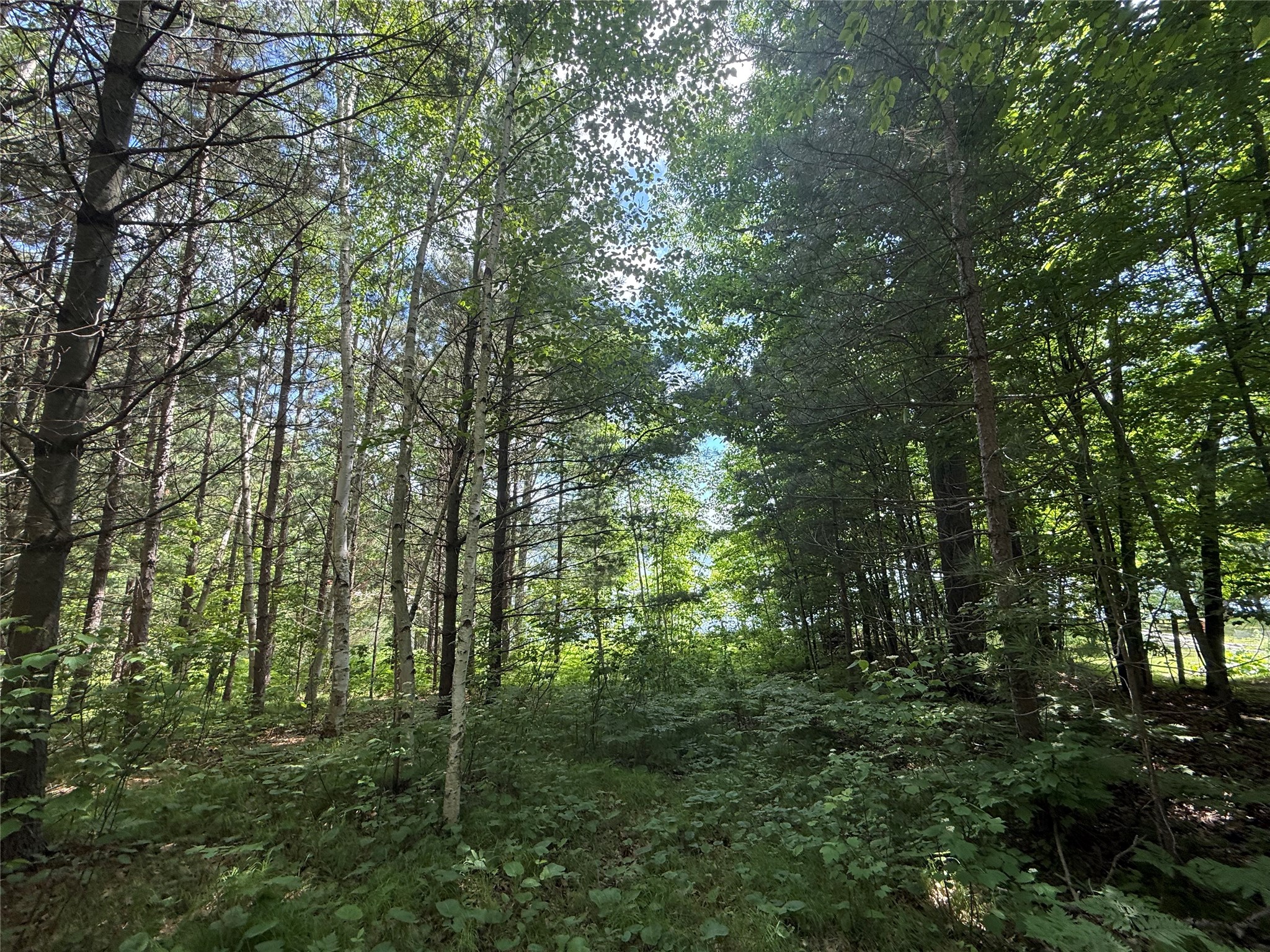 33 Acres Partridge Lane Property Photo 12