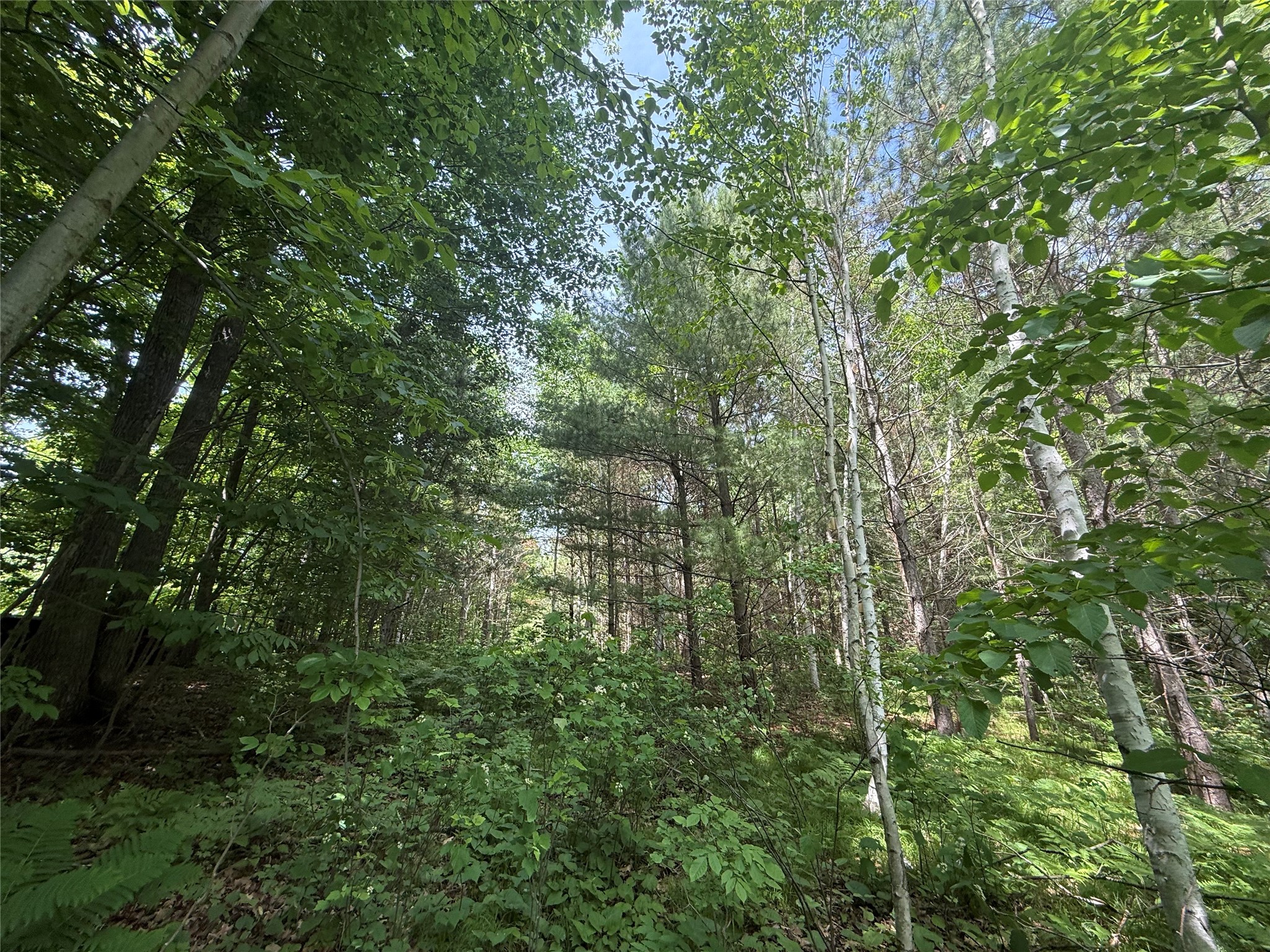33 Acres Partridge Lane Property Photo 14