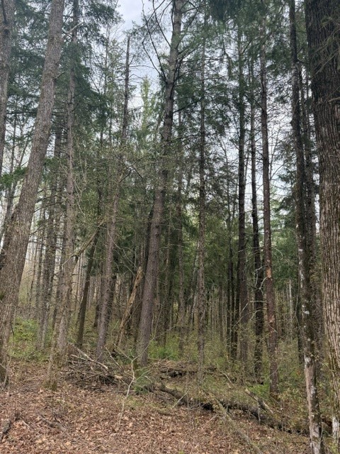 0 Pederson Road Property Photo 1