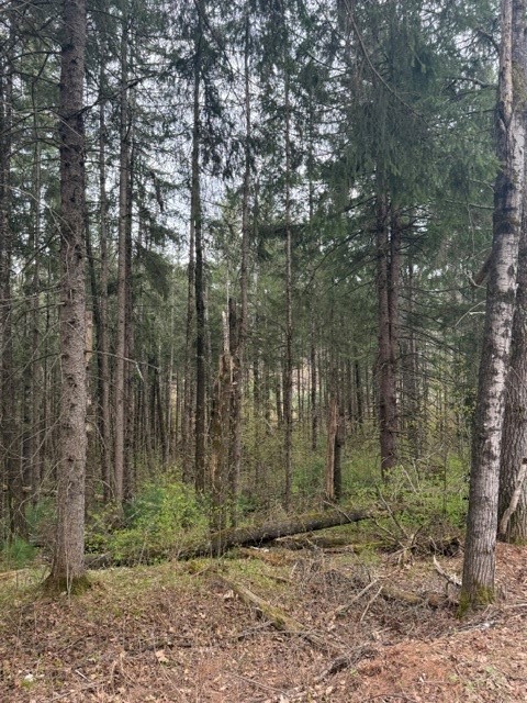 0 Pederson Road Property Photo 2