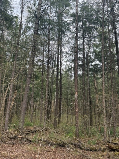 0 Pederson Road Property Photo 13