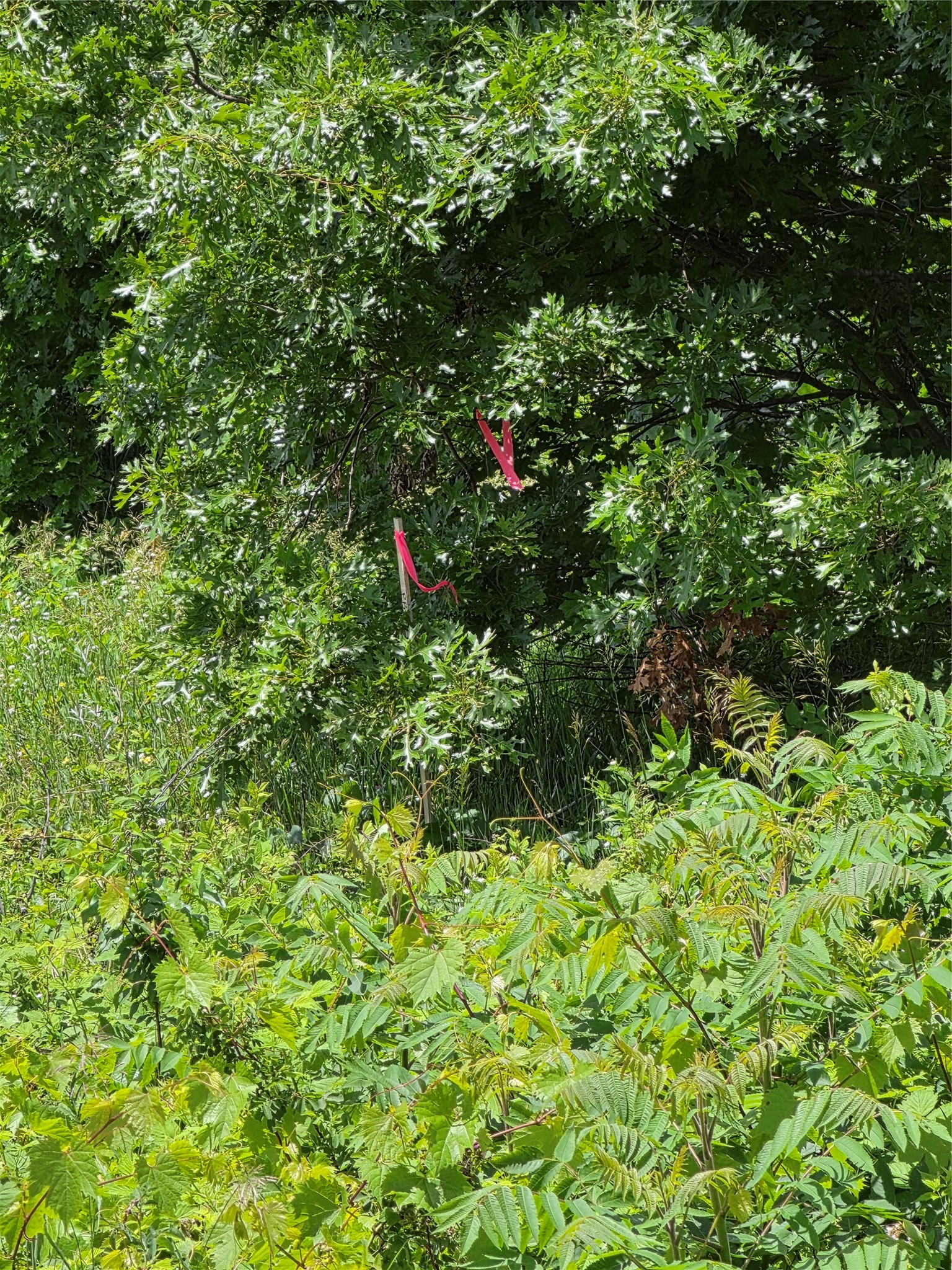 Lot 7 & 8 370th Avenue Property Photo 16