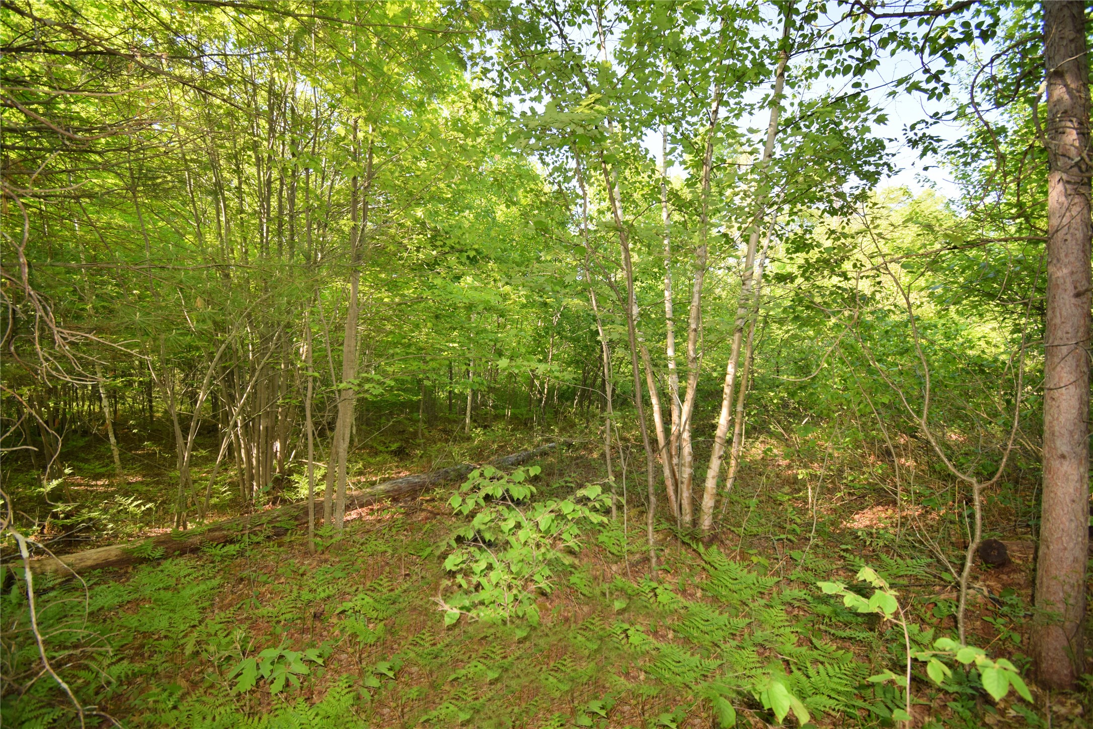 Lot 106 Setting Sun Court Property Photo 17