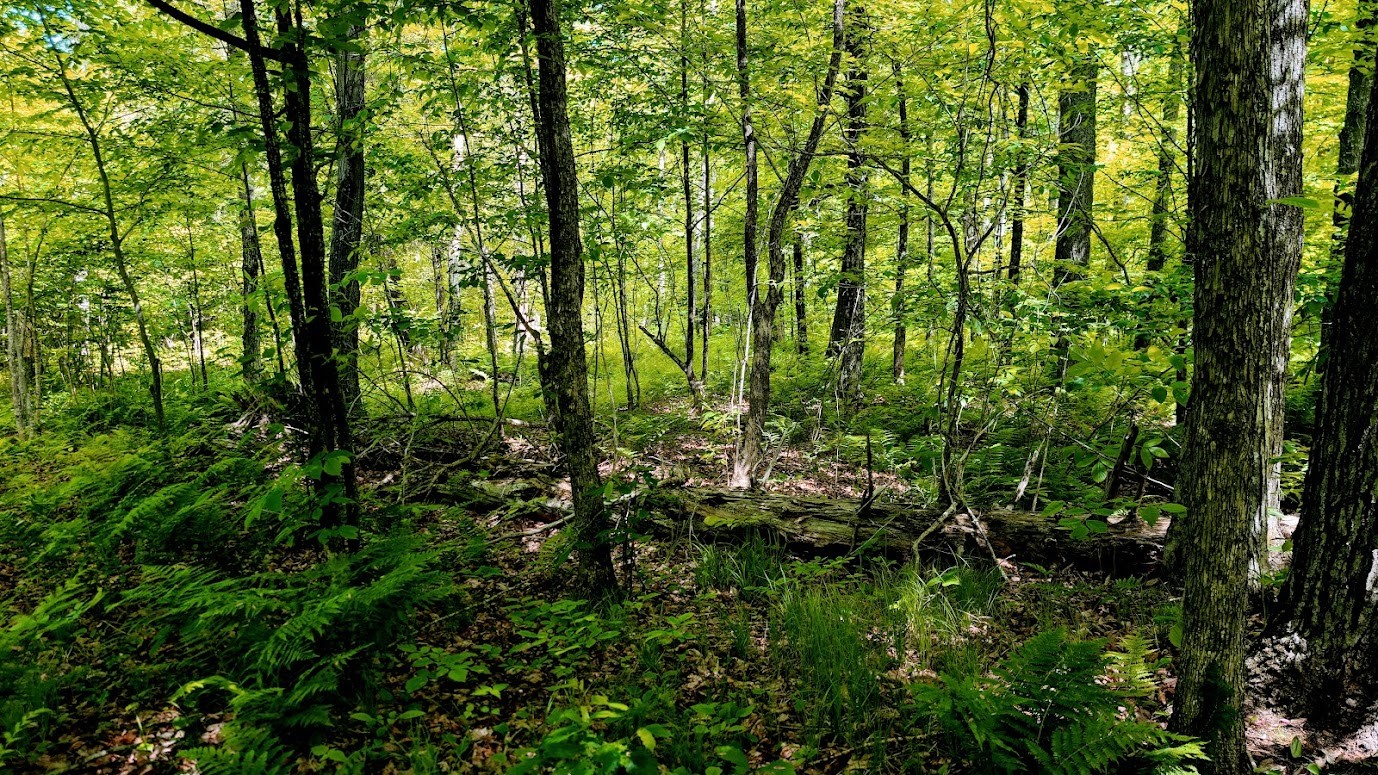 W4241 Walrath Road Property Photo 42