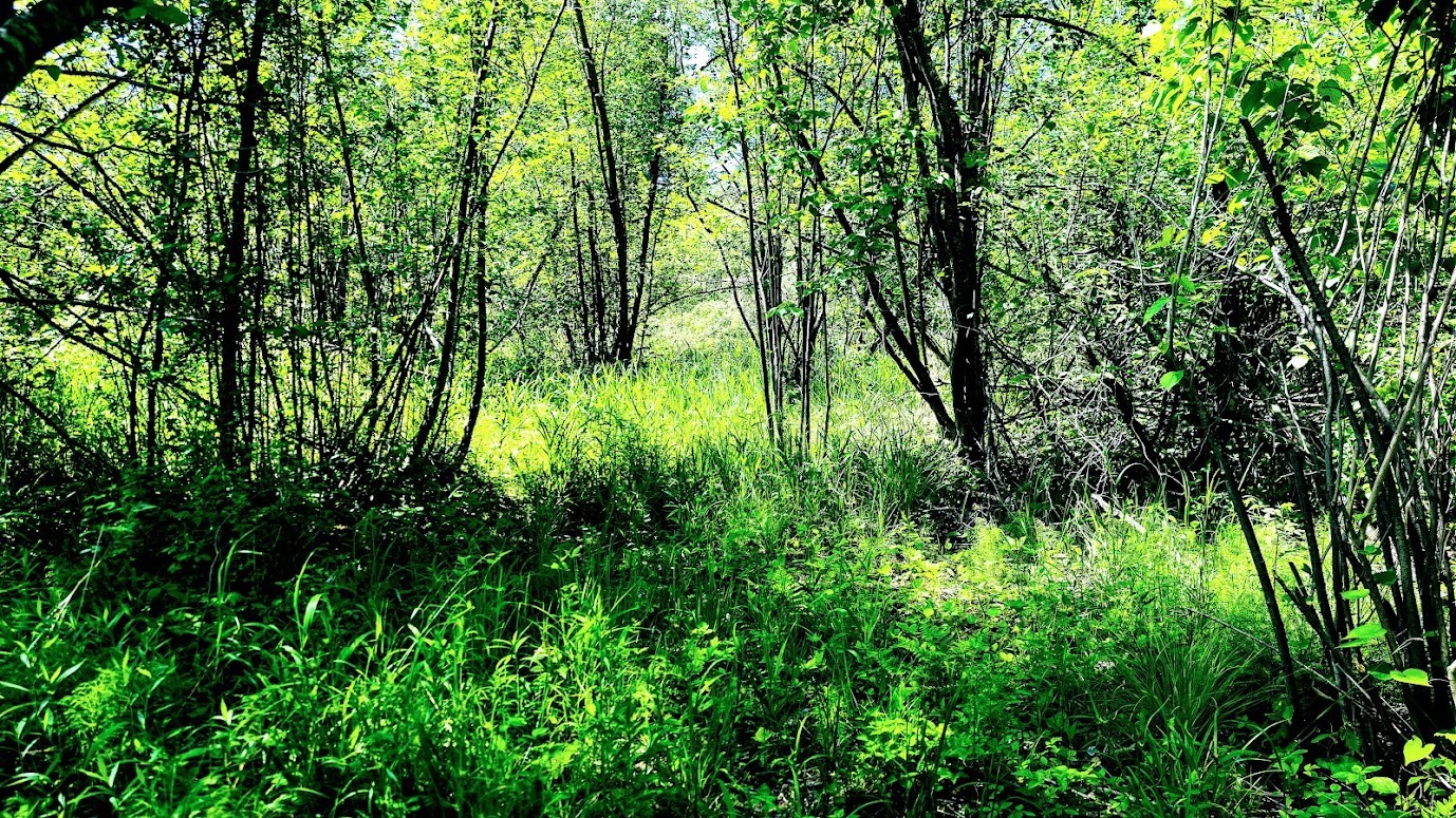 W4241 Walrath Road Property Photo 49