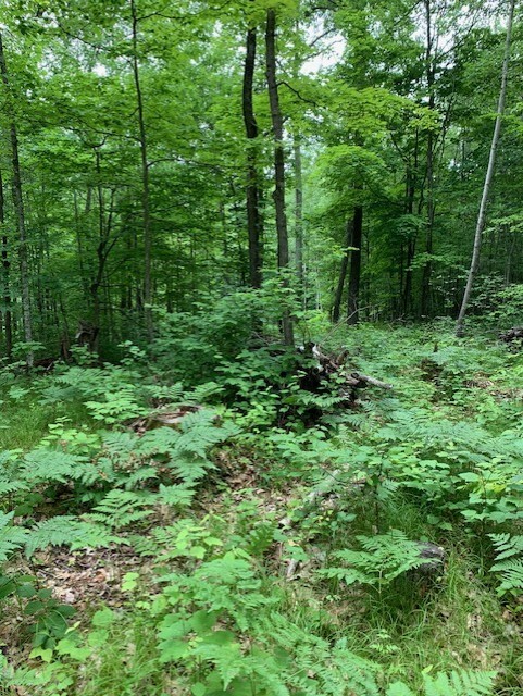 8827 N Norwis Road Property Photo 12