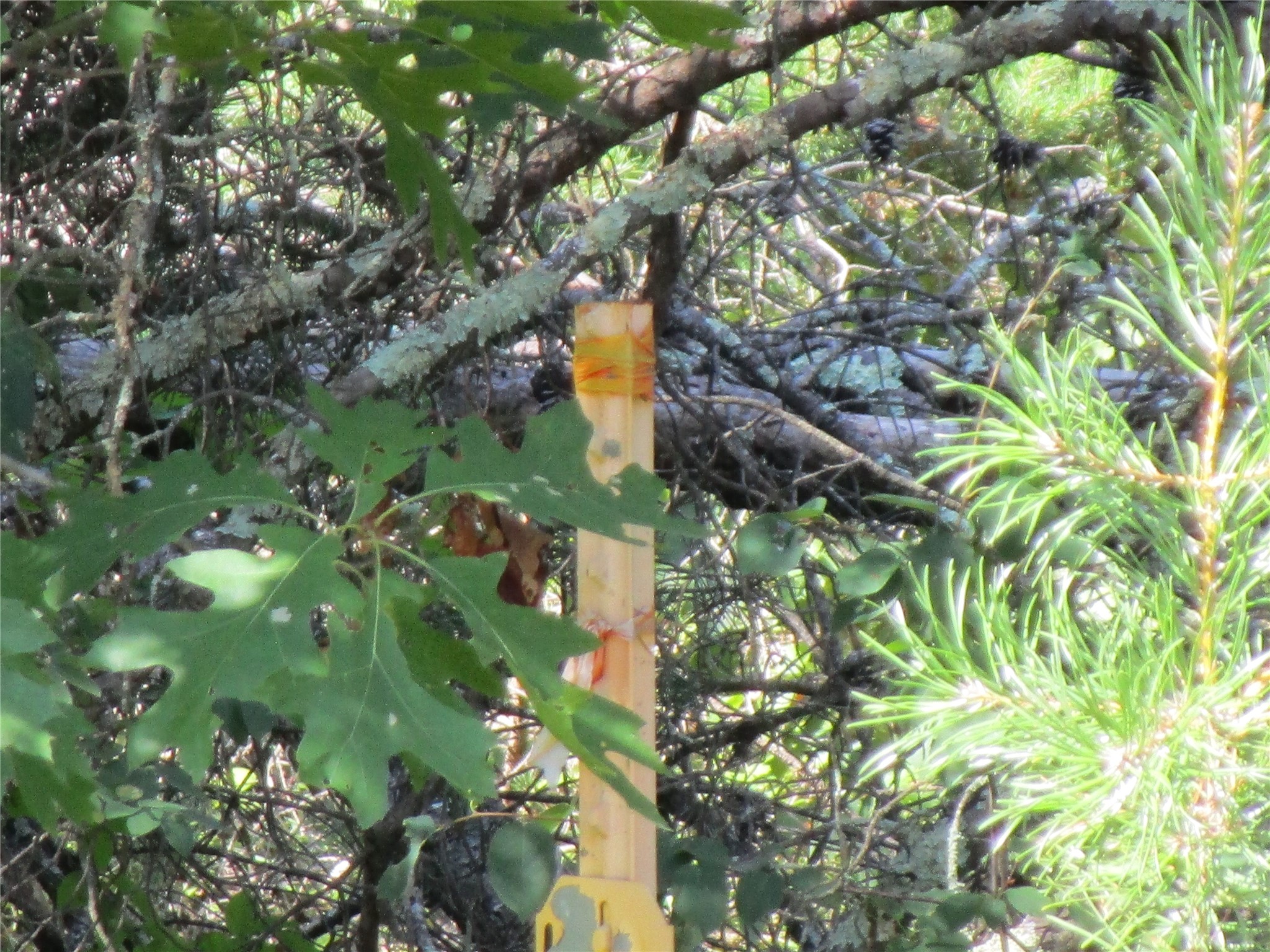 Xx River Pine Drive Property Photo 6