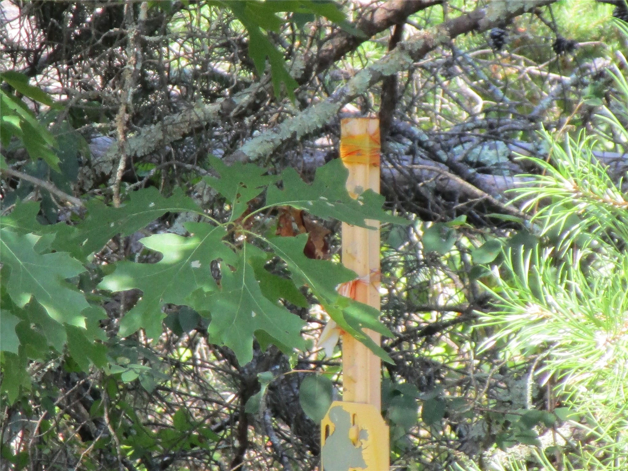 Xx River Pine Drive Property Photo 7