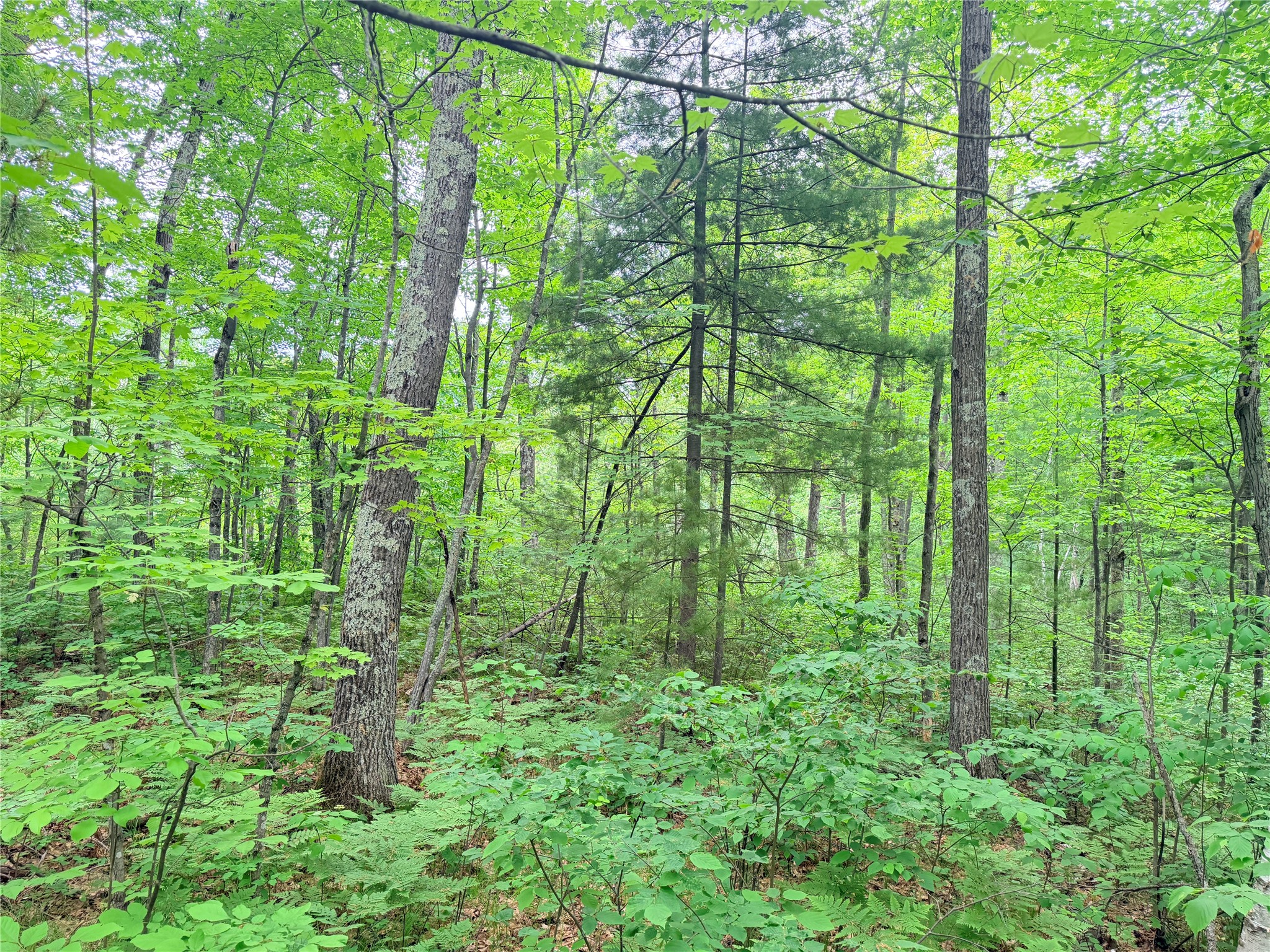 0 Schultz Lane Property Photo 3