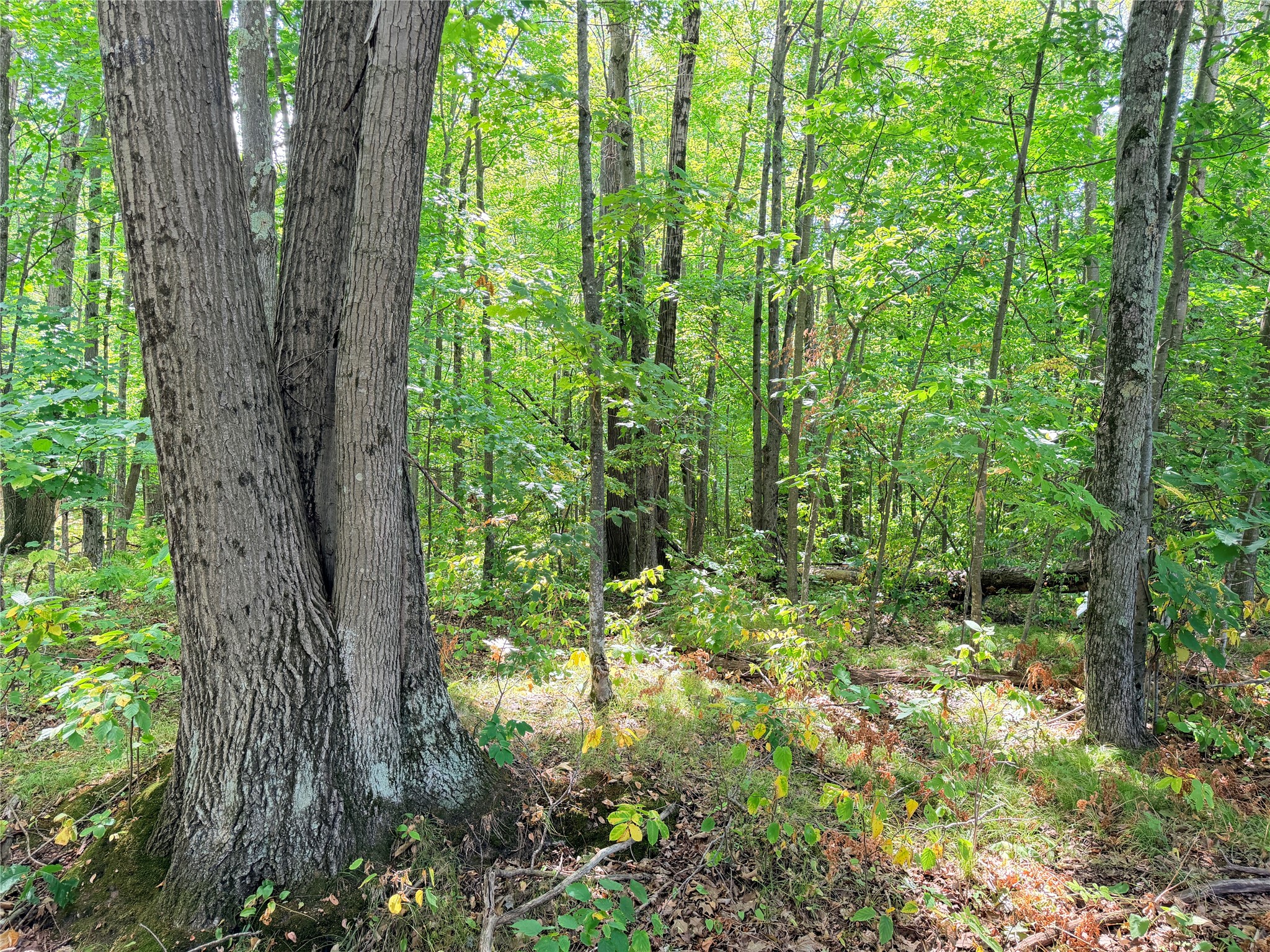 Lot 4 County Highway X Property Photo 3