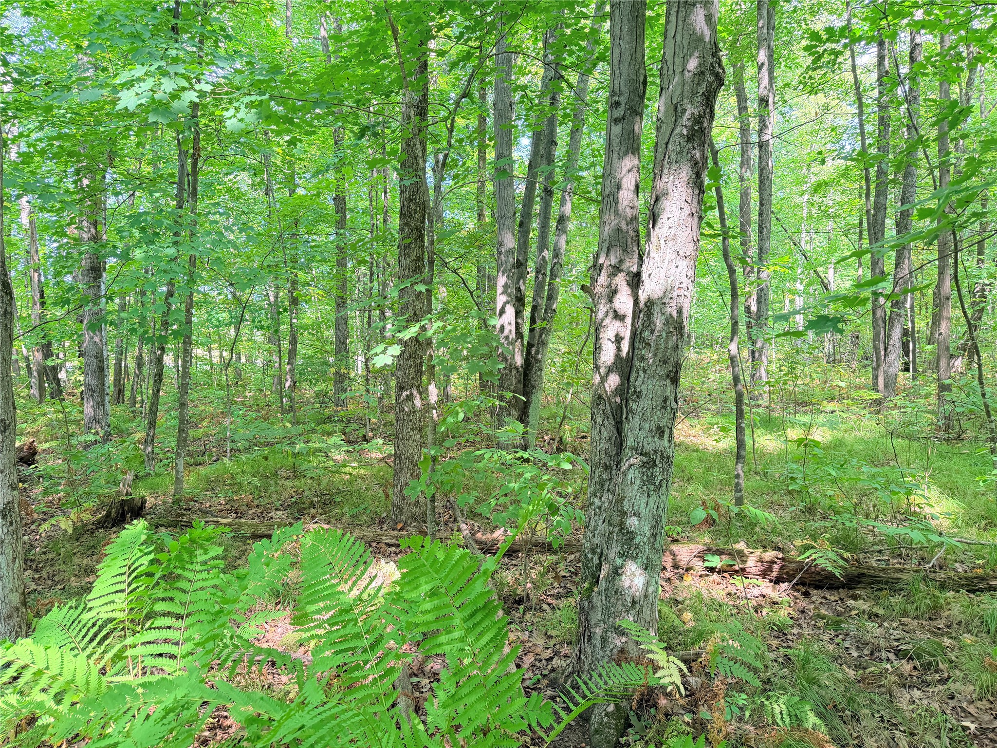 Lot 4 County Highway X Property Photo 4
