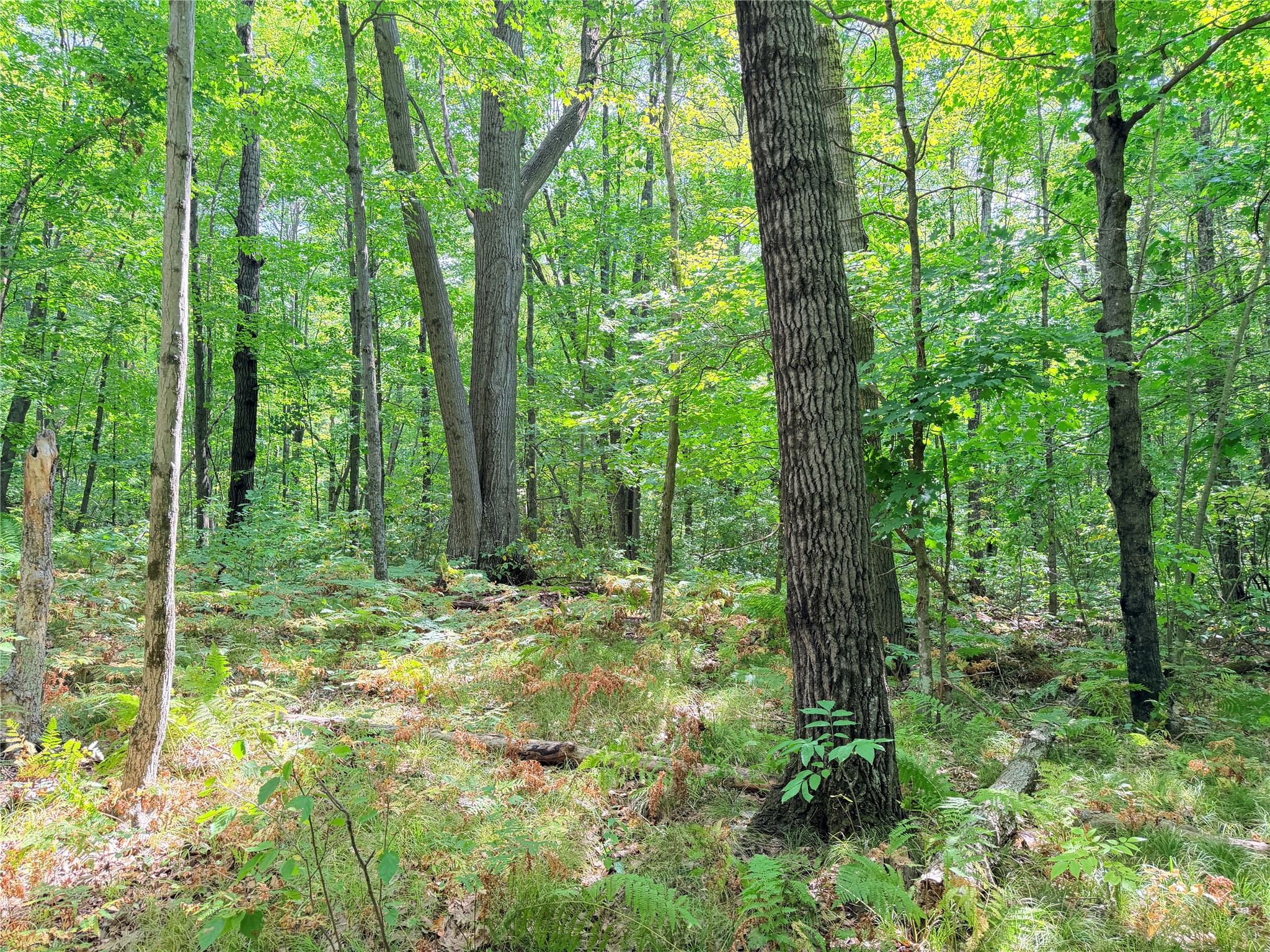 Lot 4 County Highway X Property Photo 7