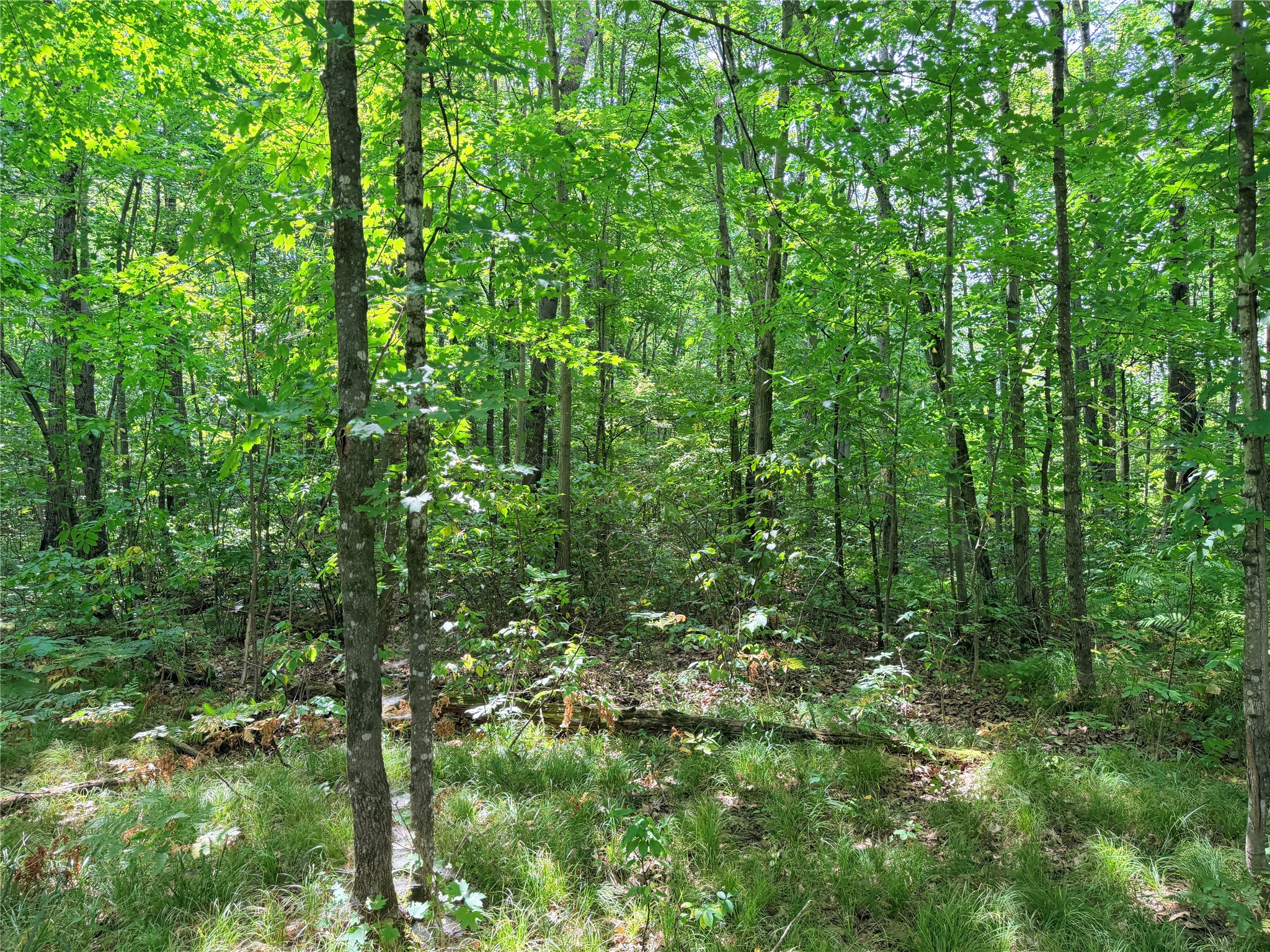 Lot 4 County Highway X Property Photo 8