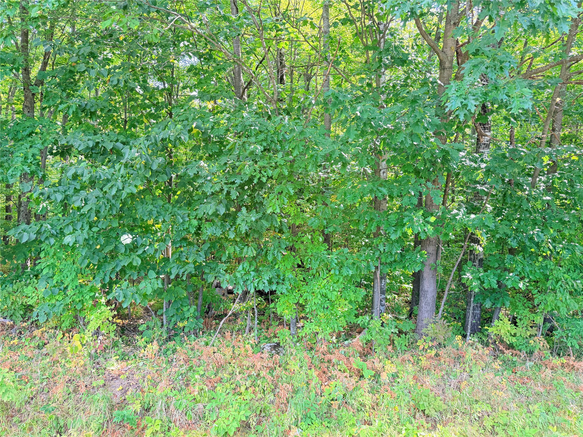 Lot 4 County Highway X Property Photo 9