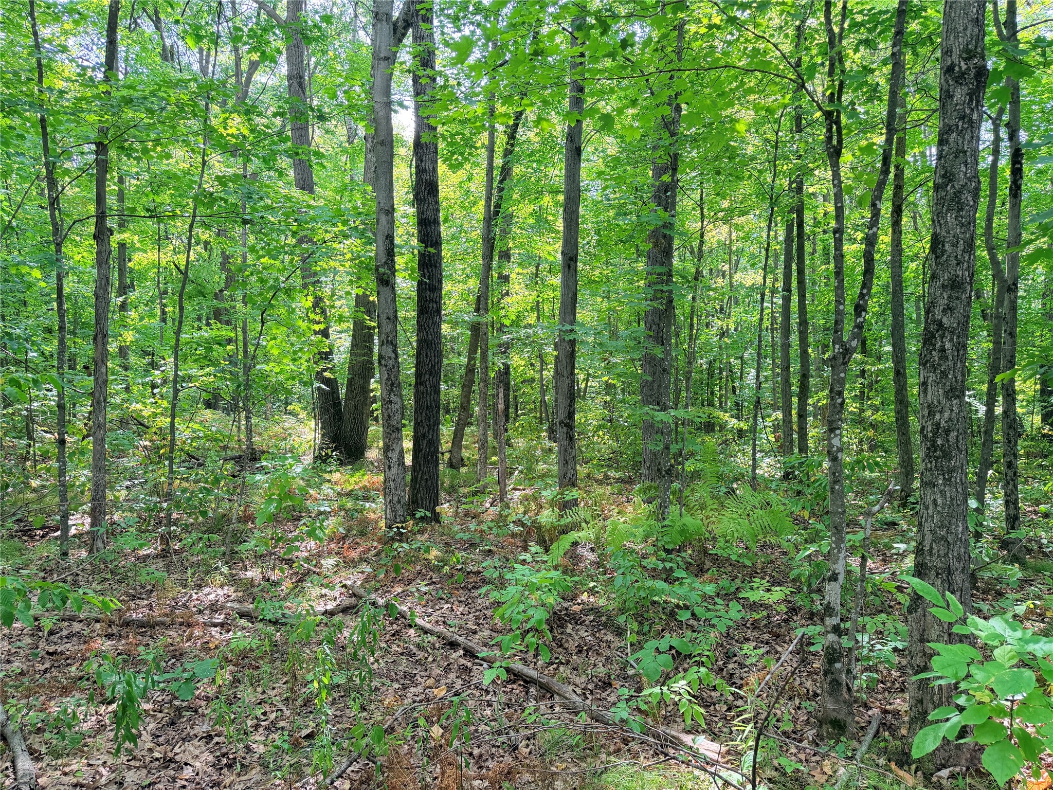 Lot 4 County Highway X Property Photo 10