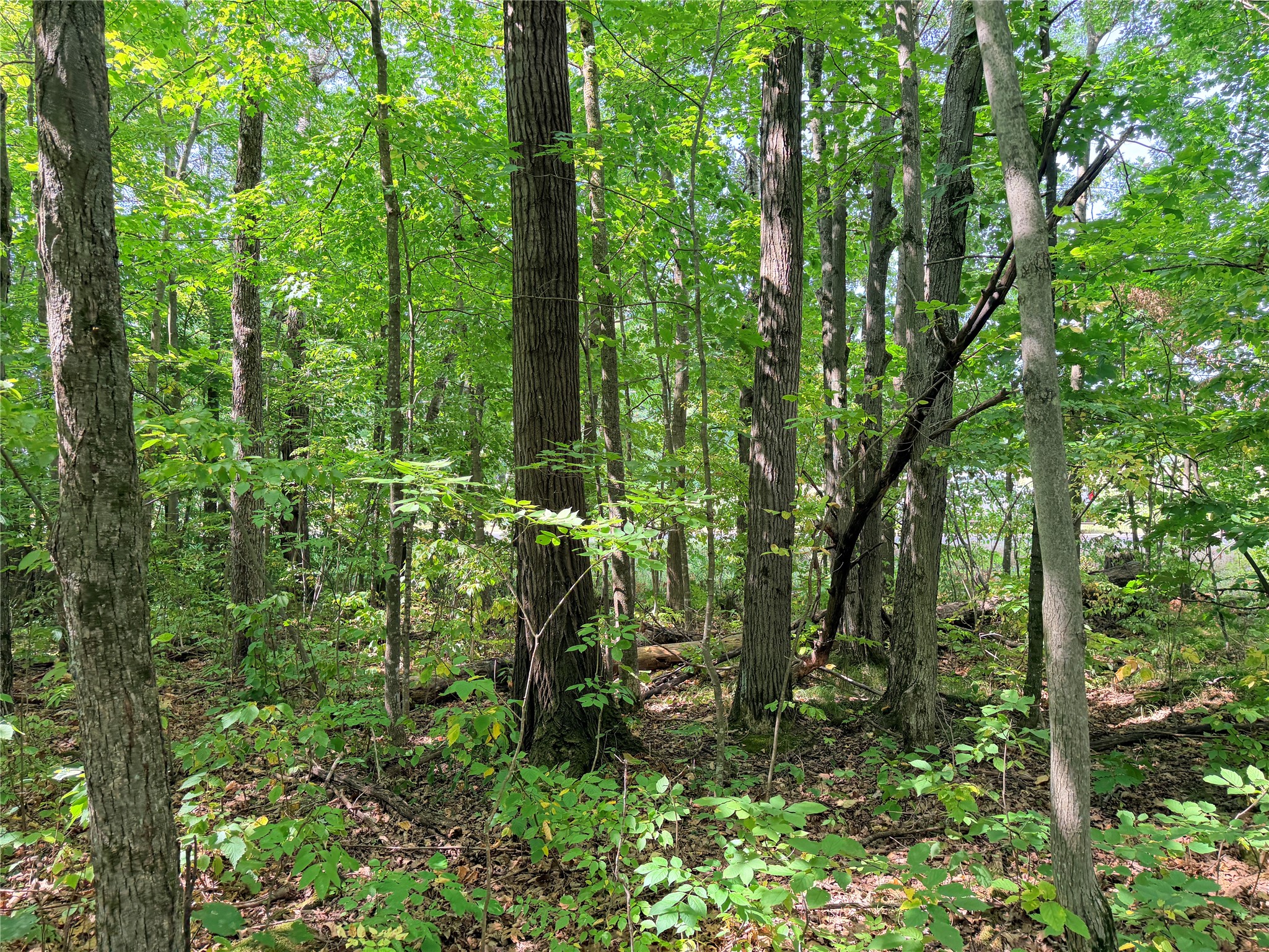 Lot 4 County Highway X Property Photo 12