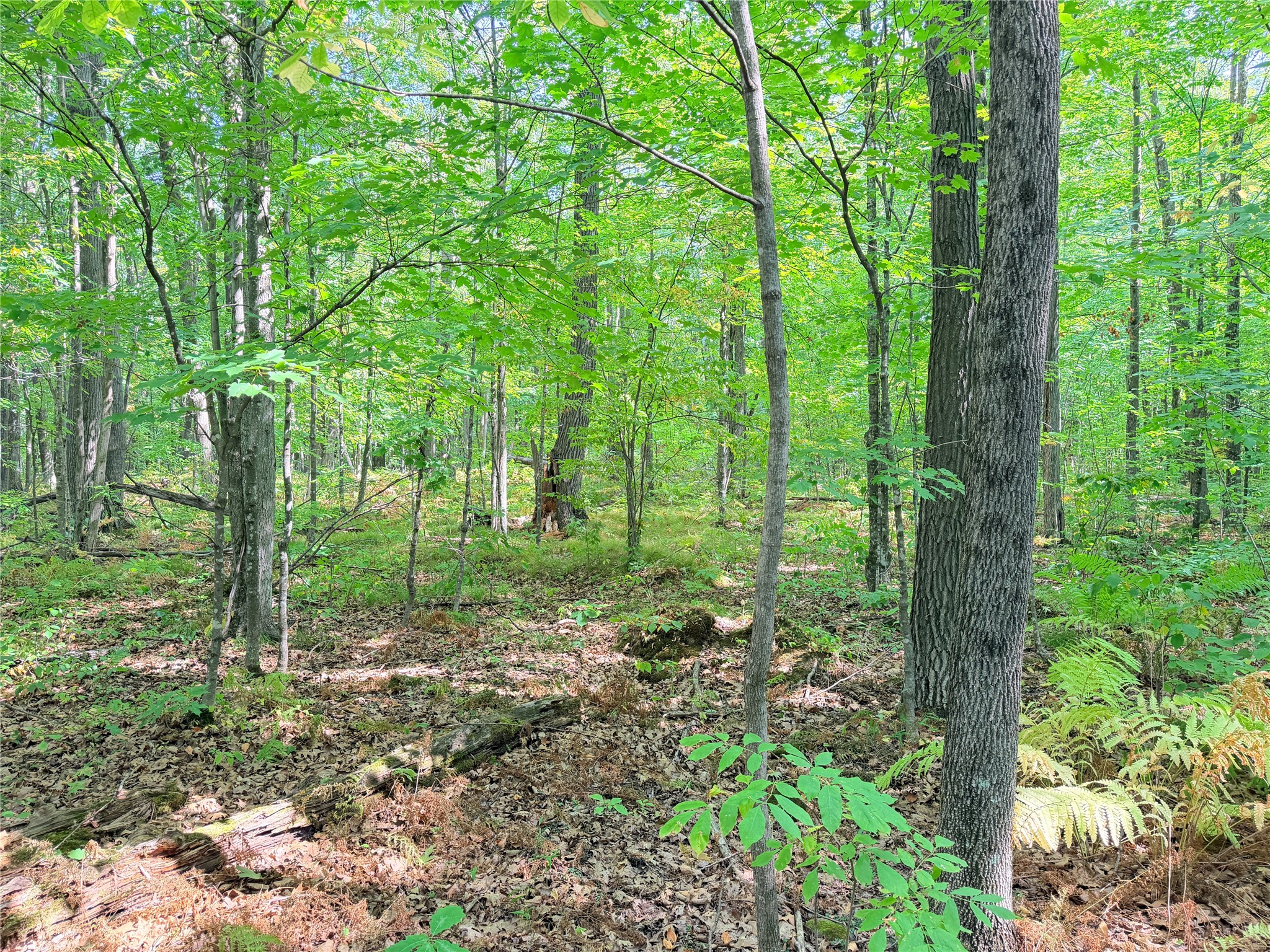 Lot 4 County Highway X Property Photo 13