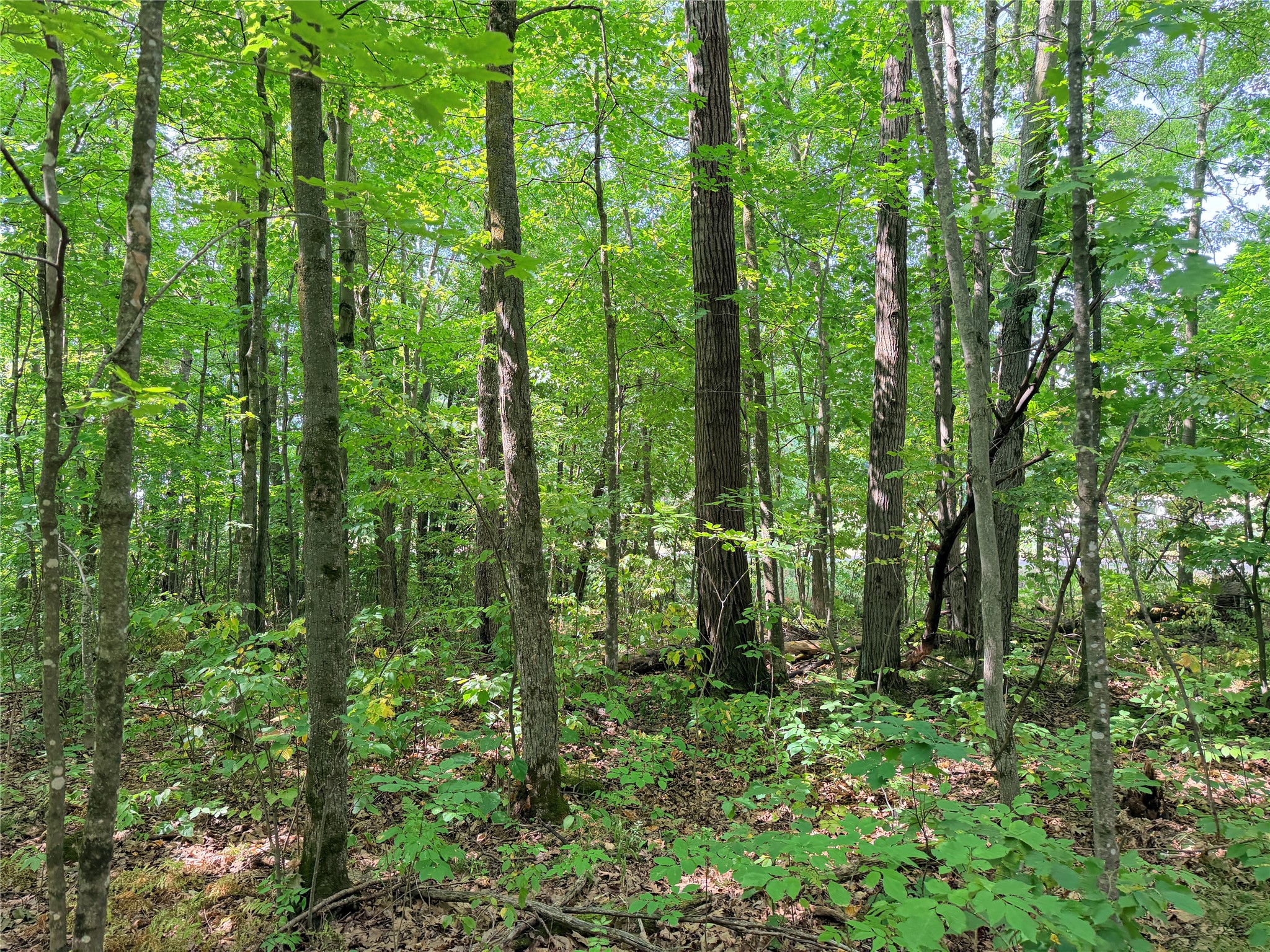 Lot 4 County Highway X Property Photo 14