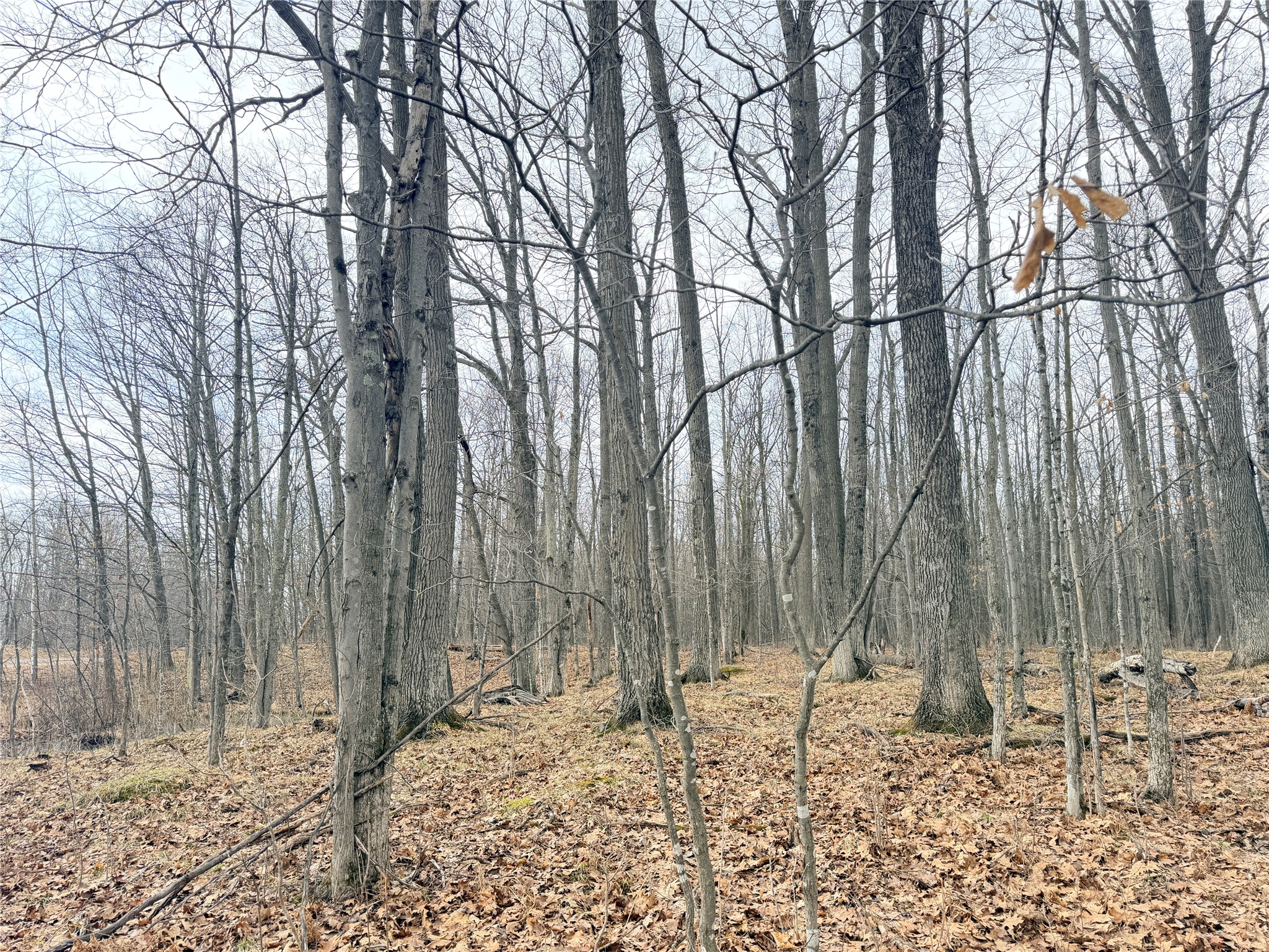 Lot 4 County Highway X Property Photo 15