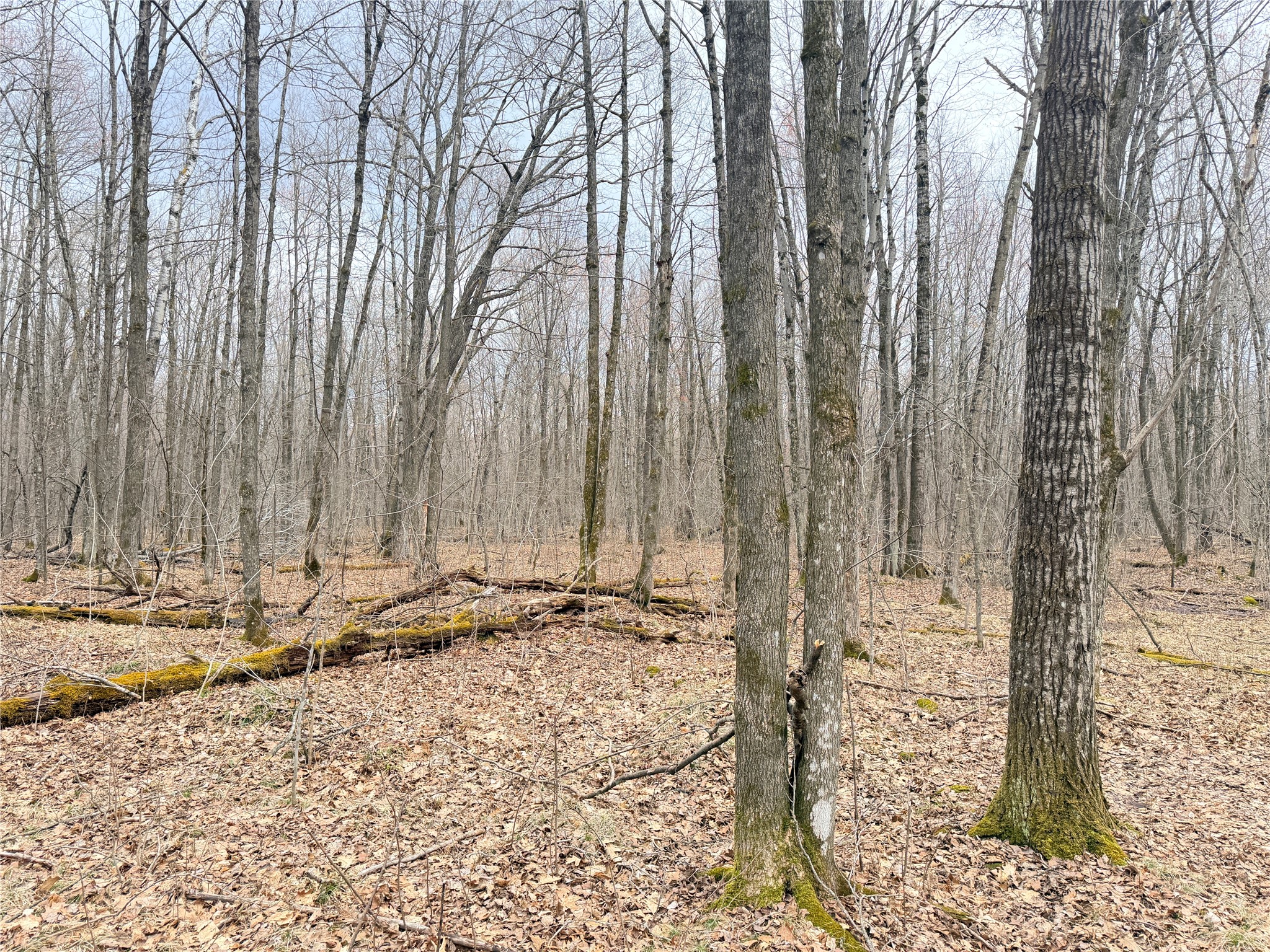 Lot 4 County Highway X Property Photo 16