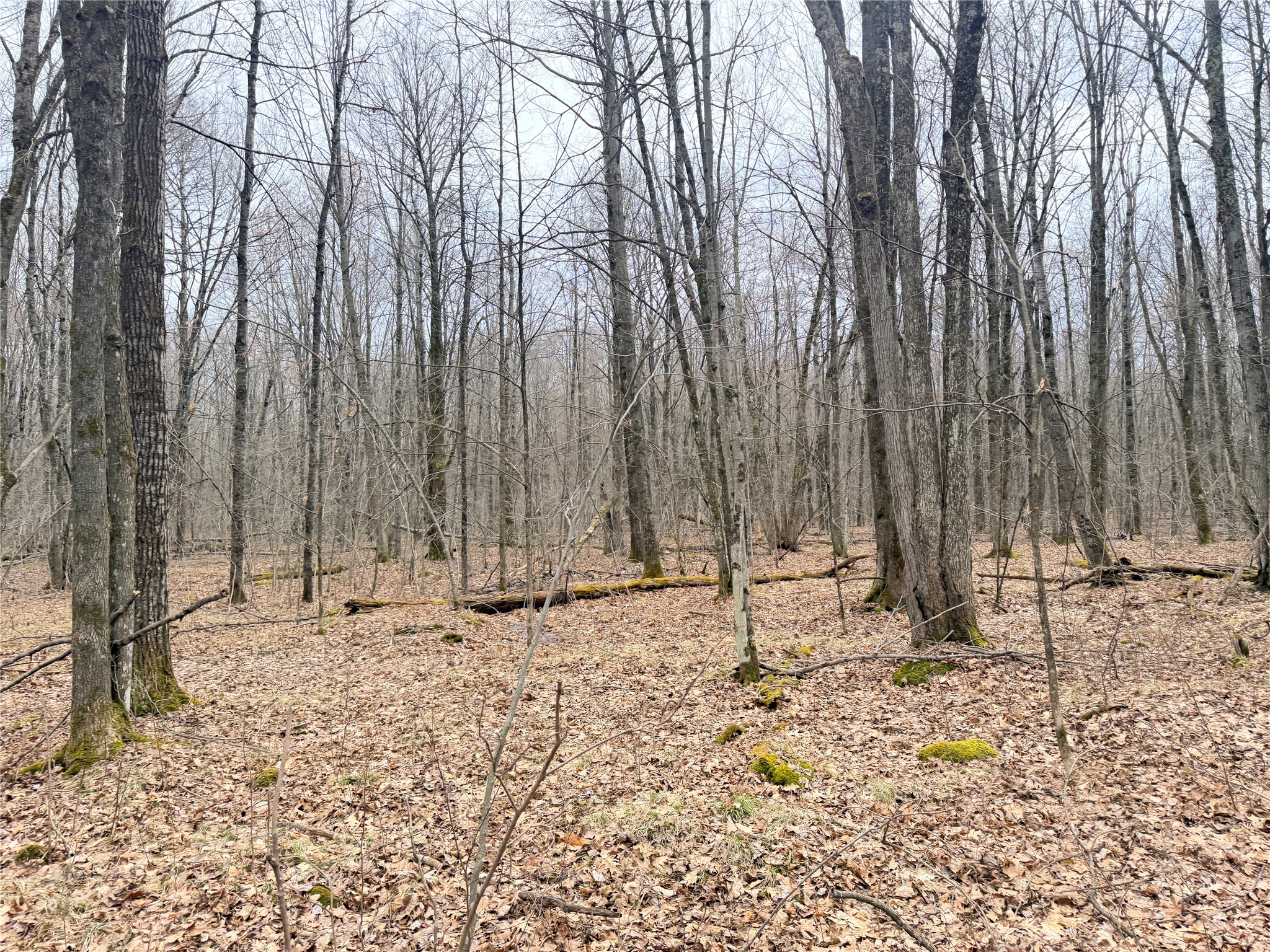 Lot 4 County Highway X Property Photo 17