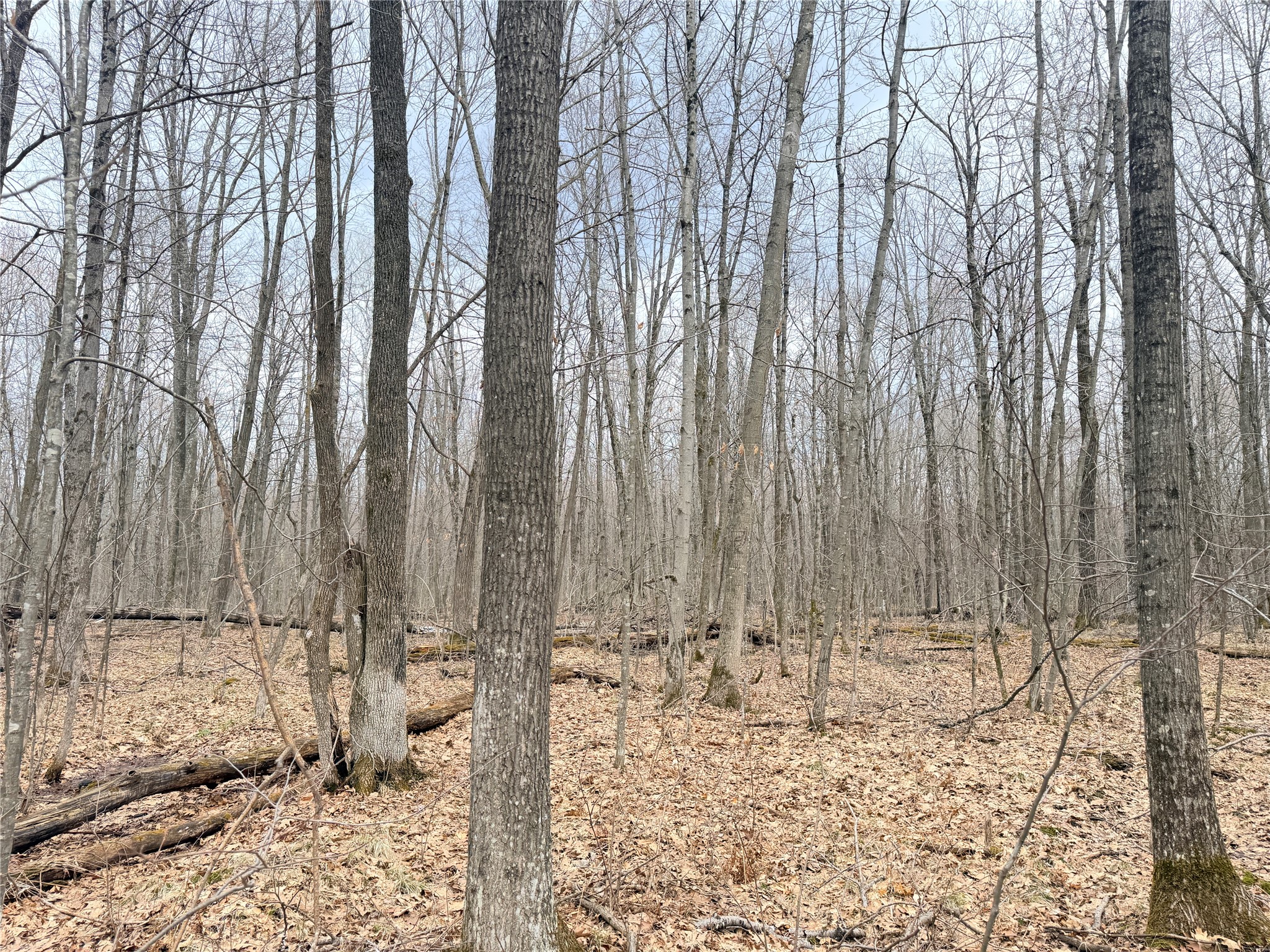 Lot 4 County Highway X Property Photo 18