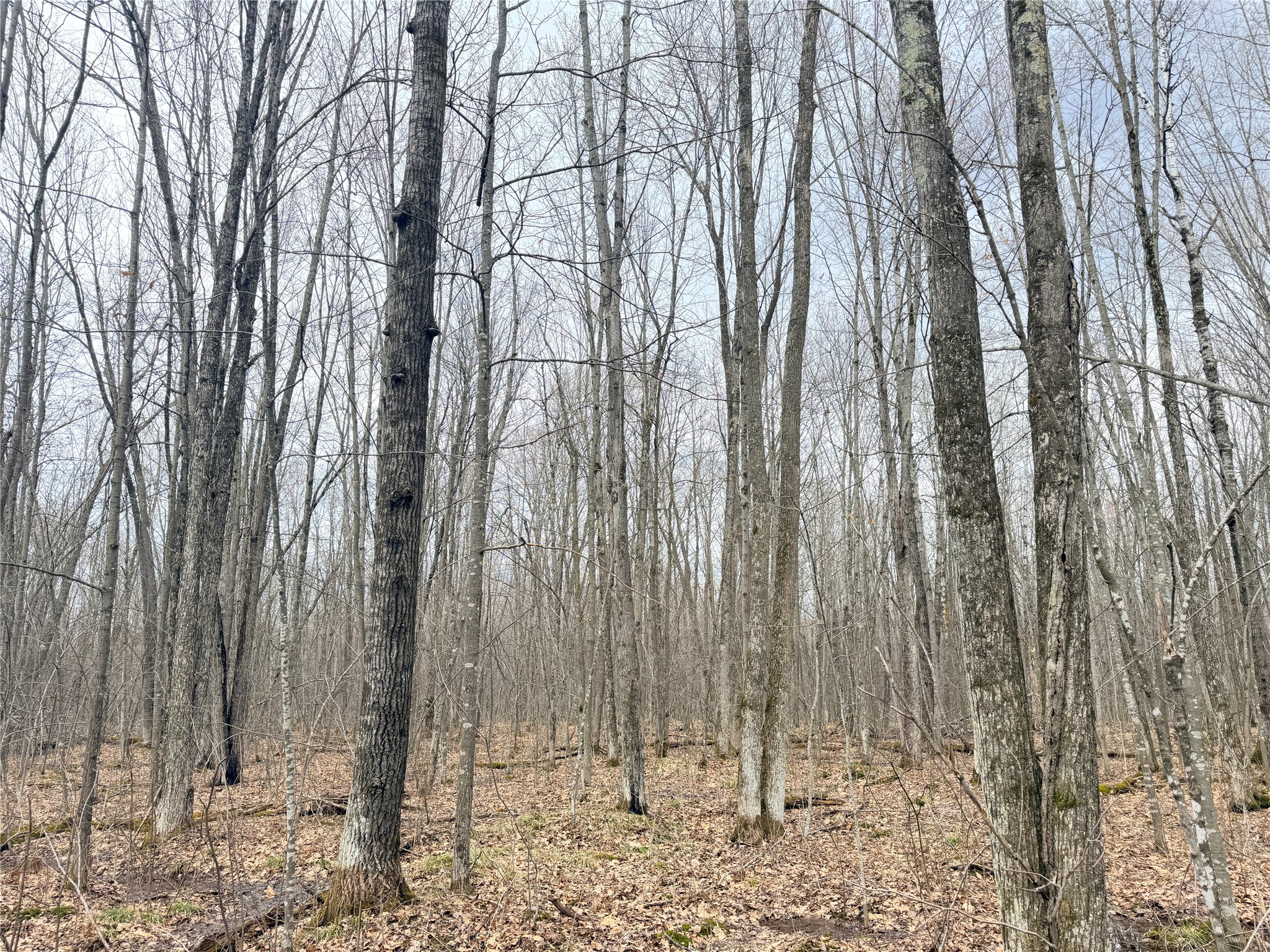 Lot 4 County Highway X Property Photo 19