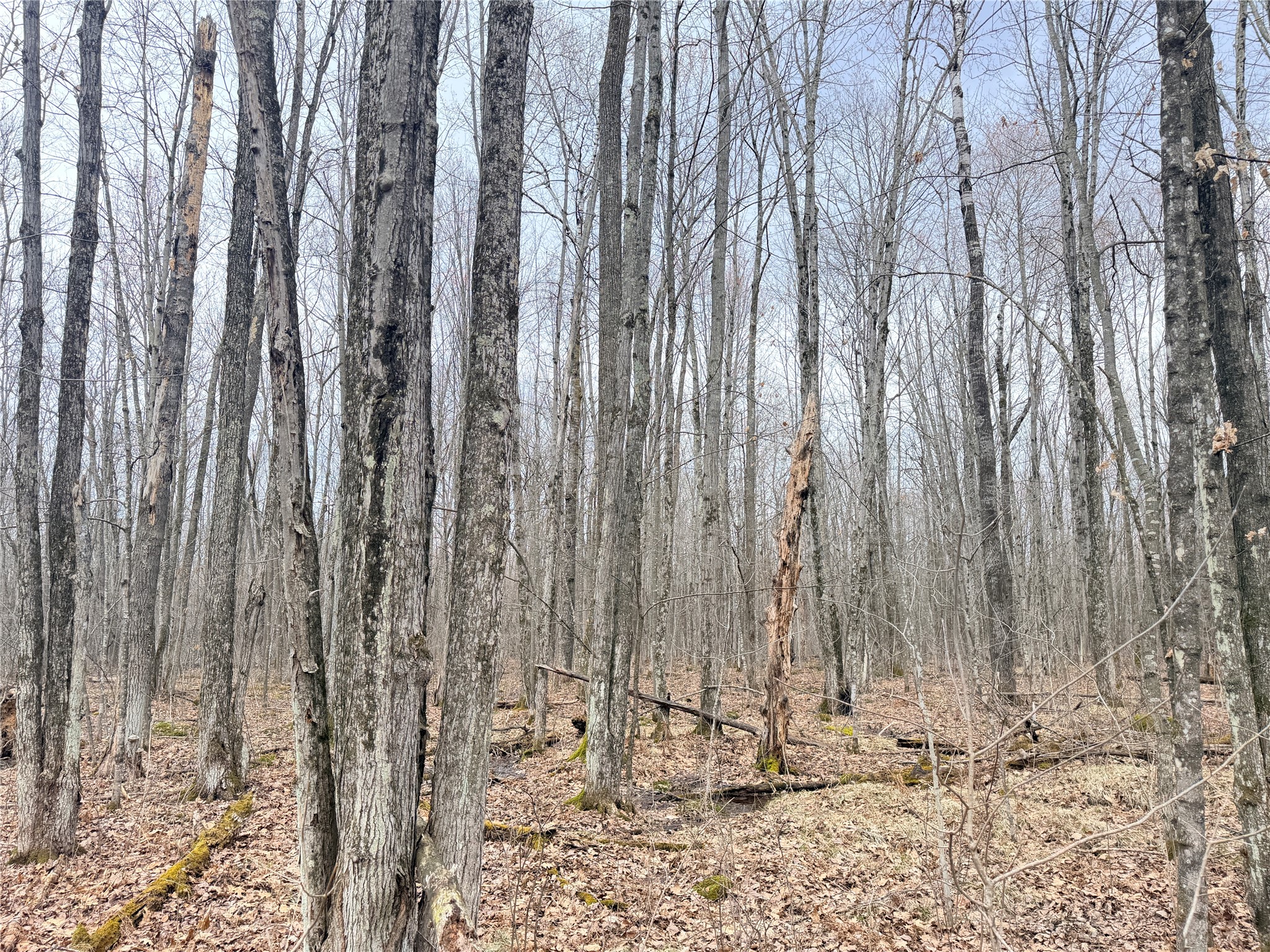 Lot 4 County Highway X Property Photo 20