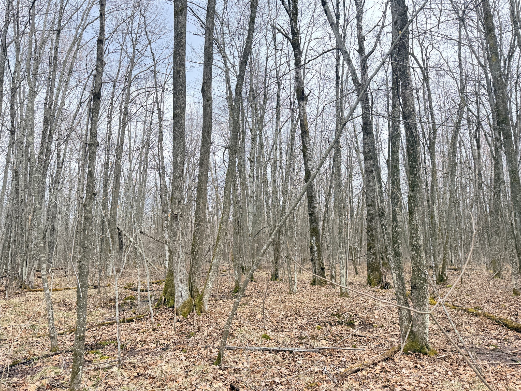 Lot 4 County Highway X Property Photo 21