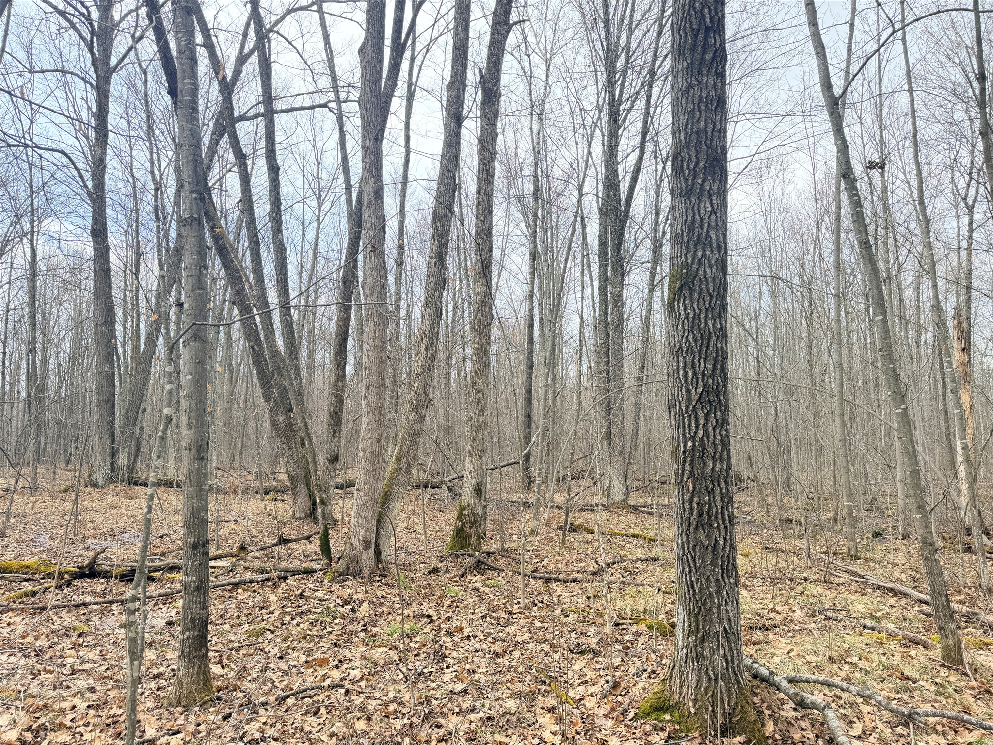 Lot 4 County Highway X Property Photo 23
