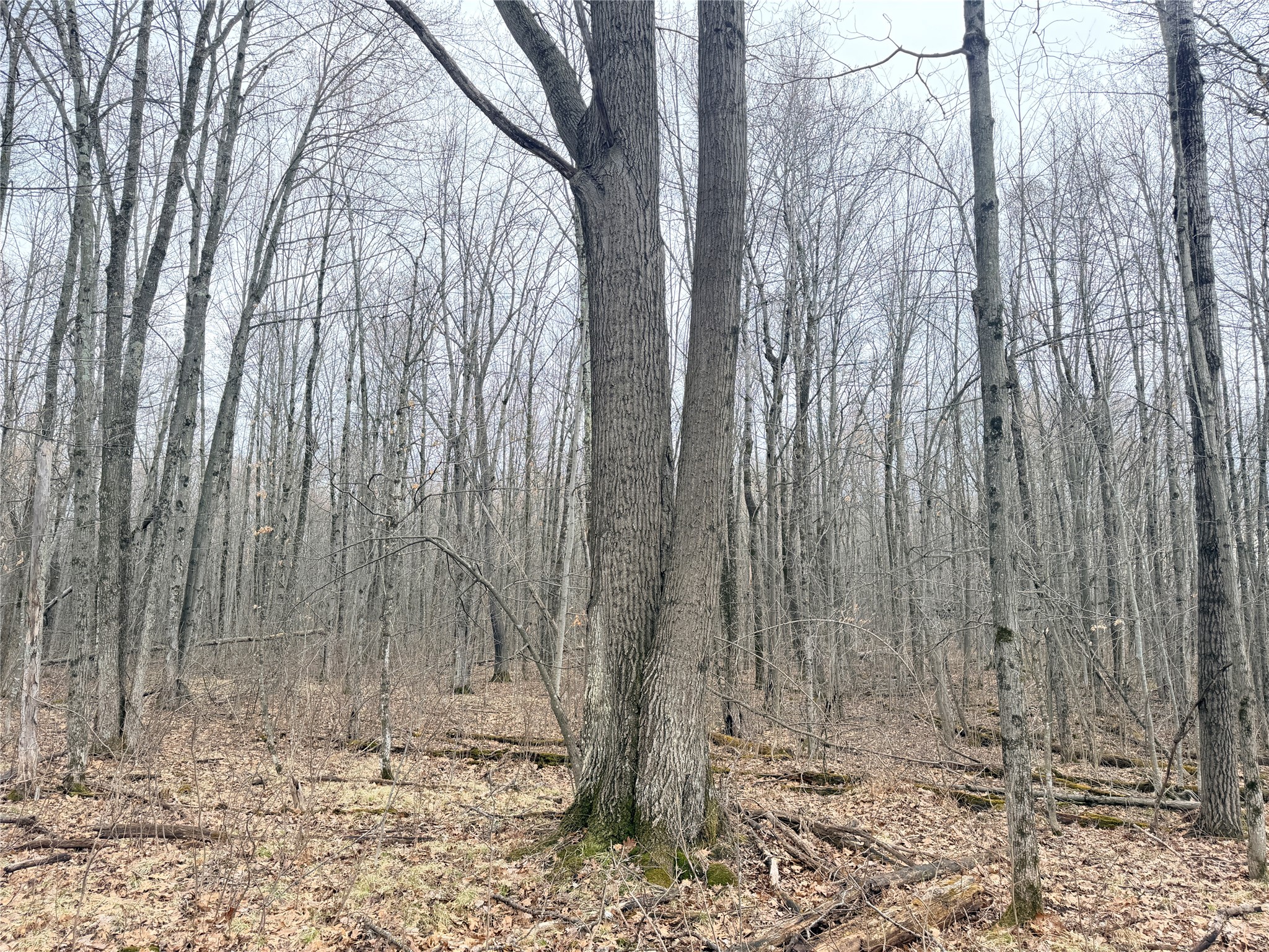 Lot 4 County Highway X Property Photo 24