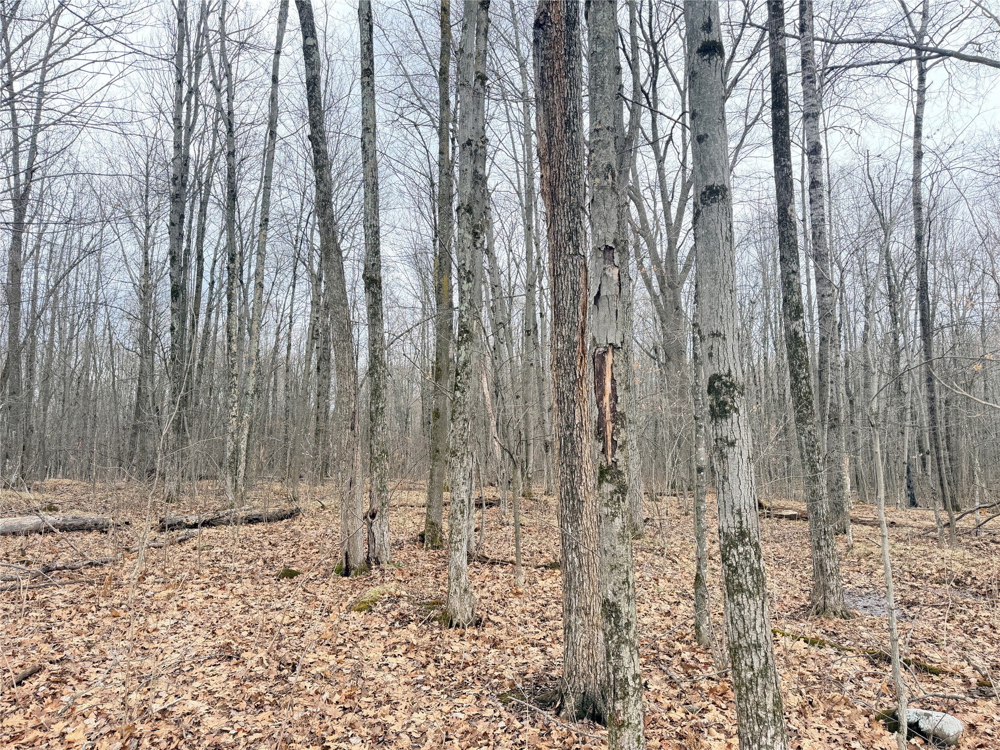 Lot 4 County Highway X Property Photo 26