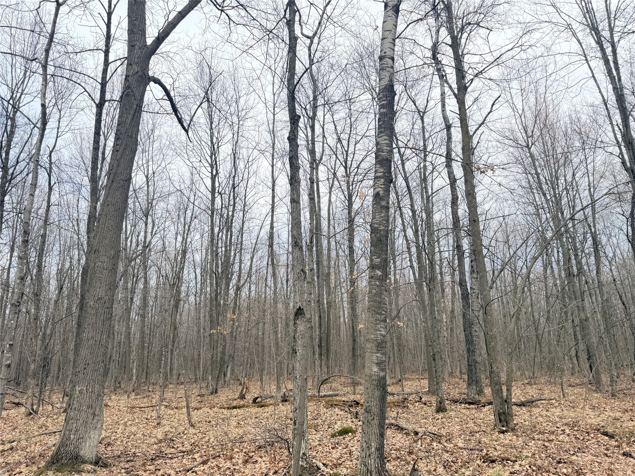 Lot 4 County Highway X Property Photo 30