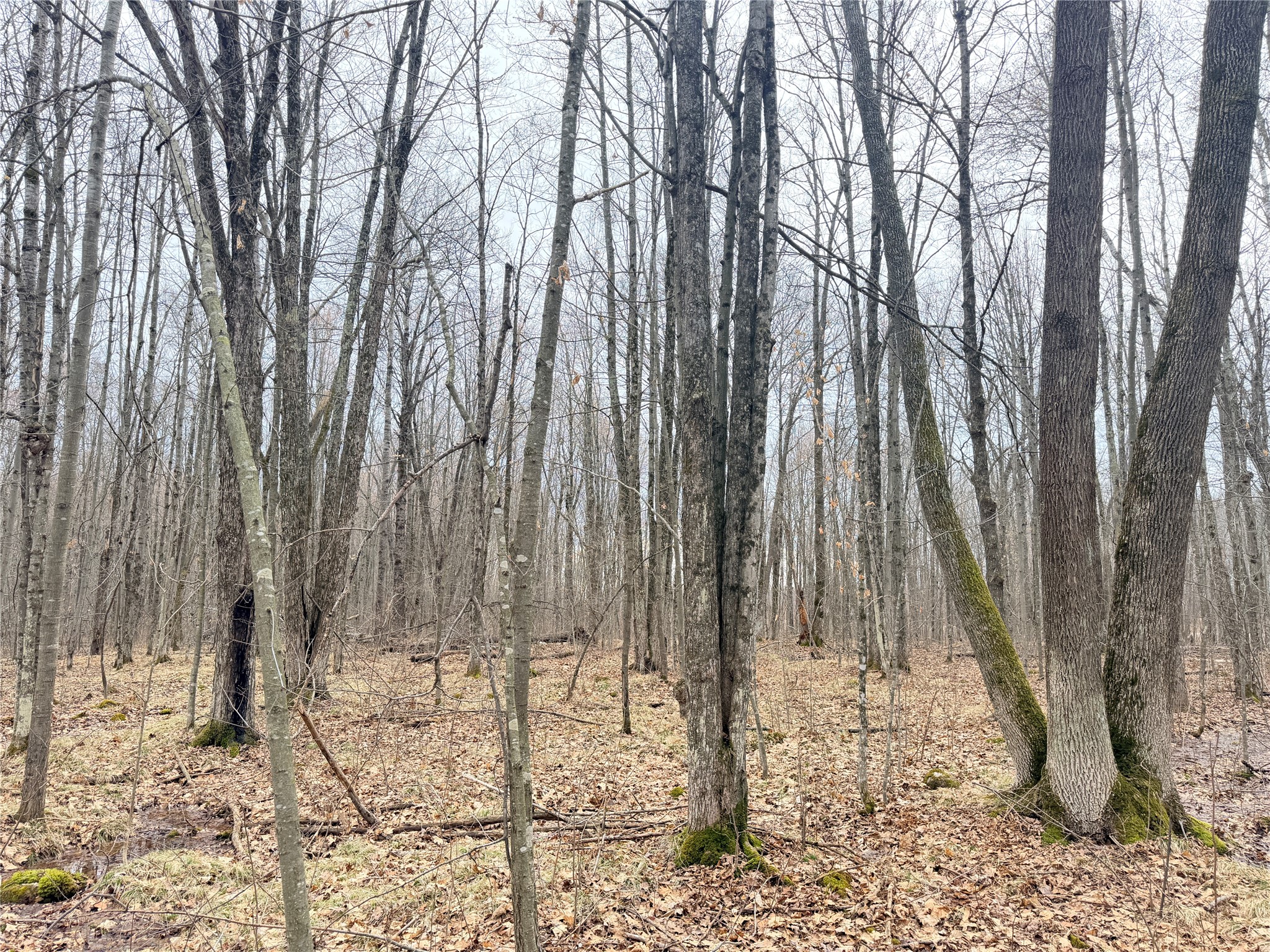 Lot 4 County Highway X Property Photo 35