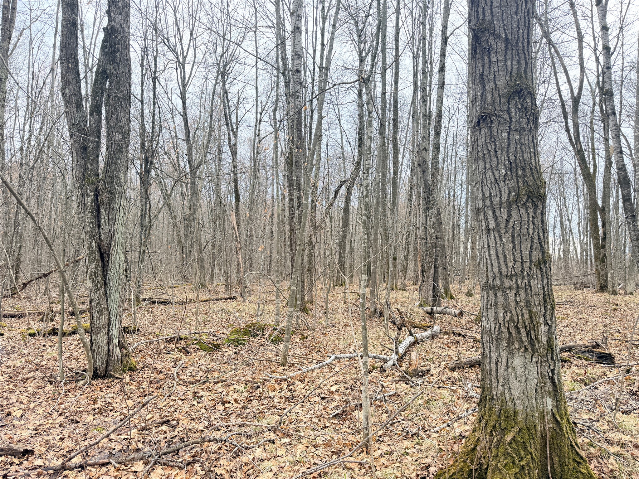 Lot 4 County Highway X Property Photo 37