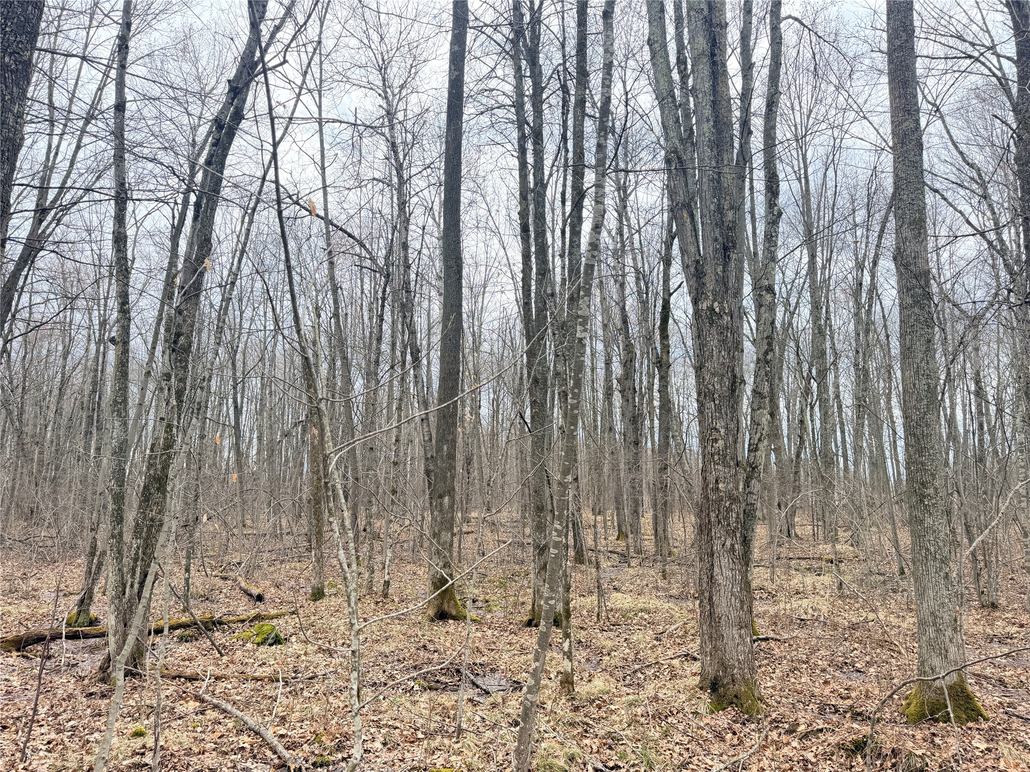 Lot 4 County Highway X Property Photo 38