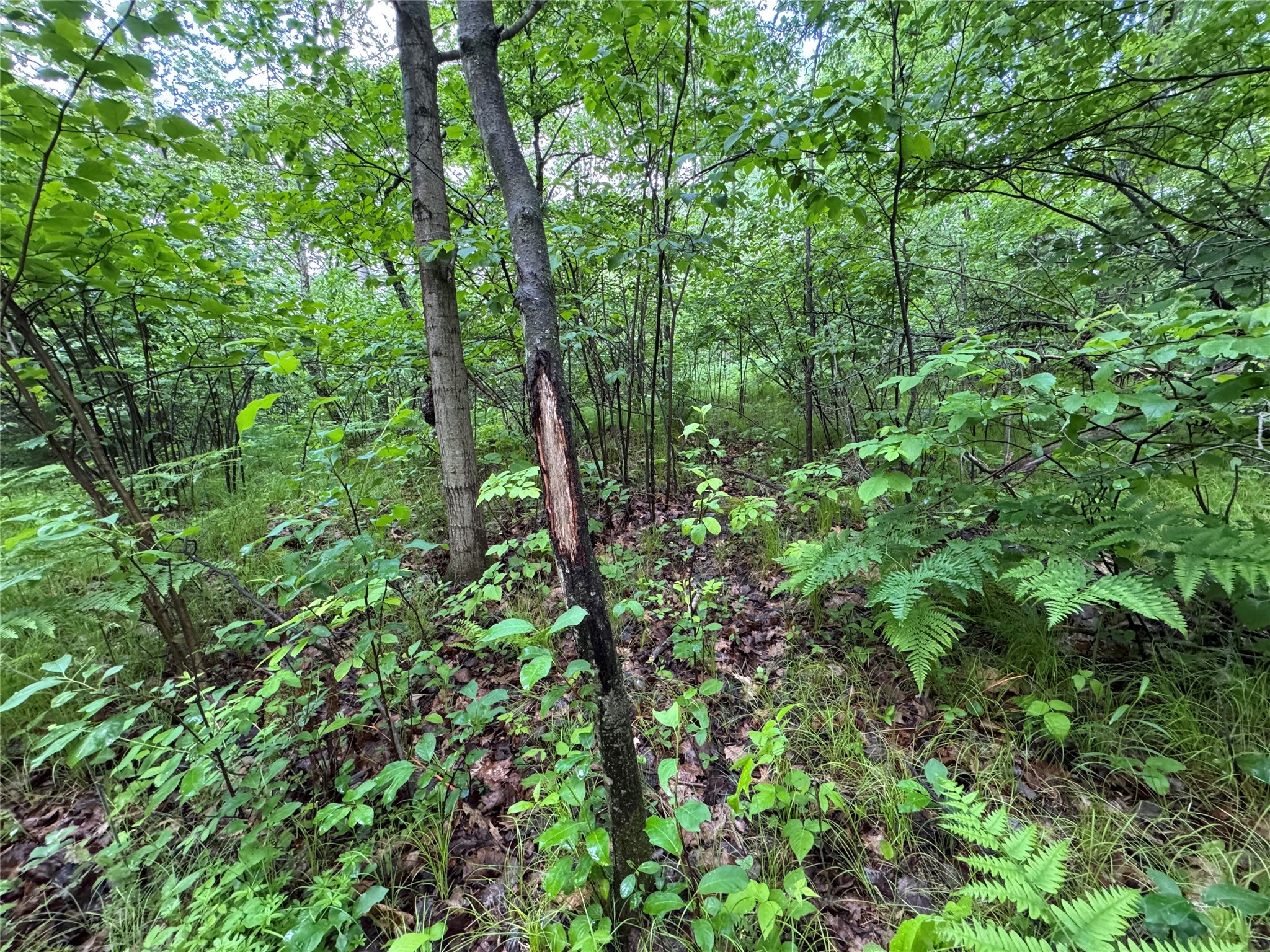 000 Boundary Road Property Photo 7