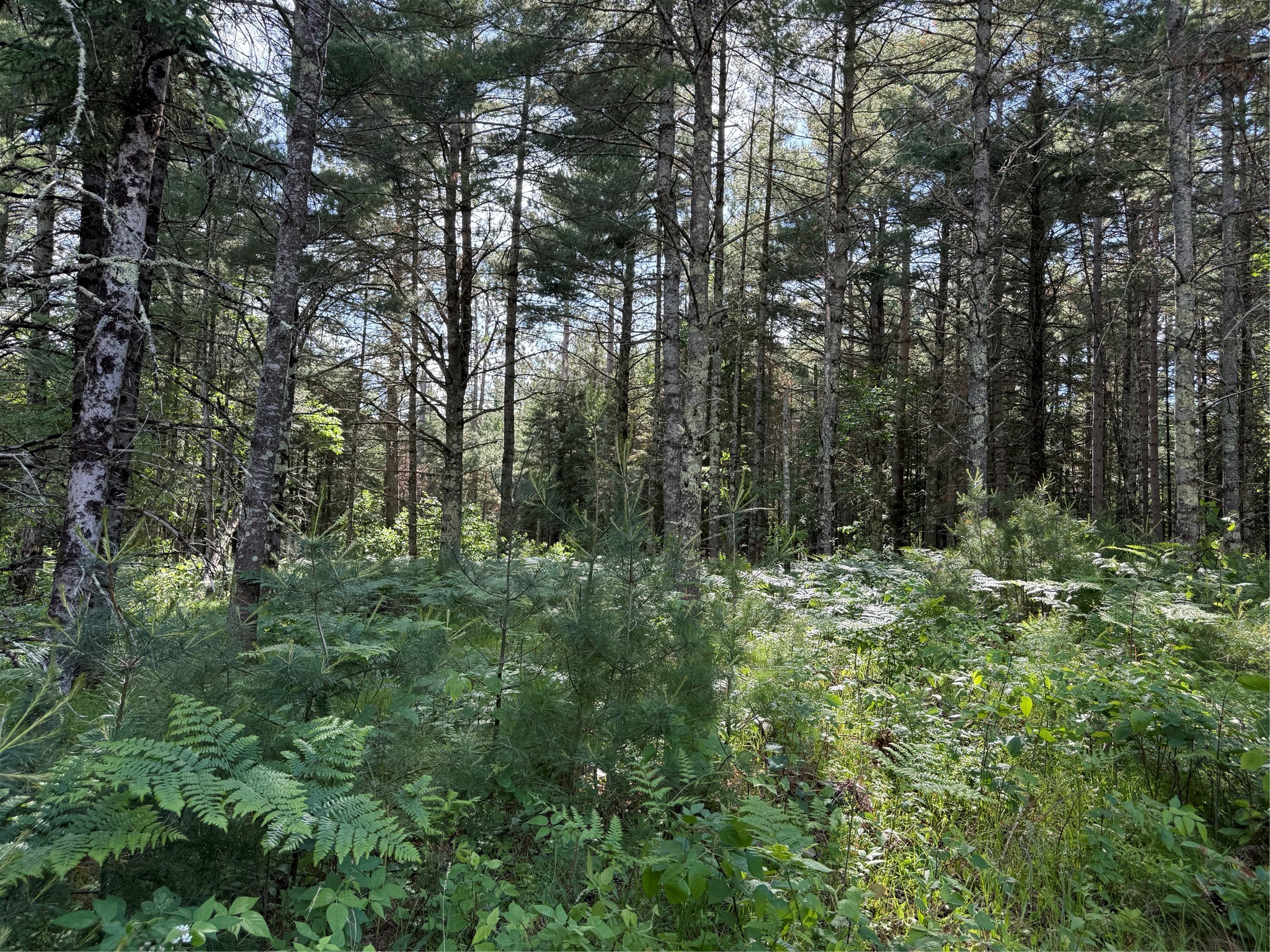 42765 Kavanaugh Road Property Photo 40
